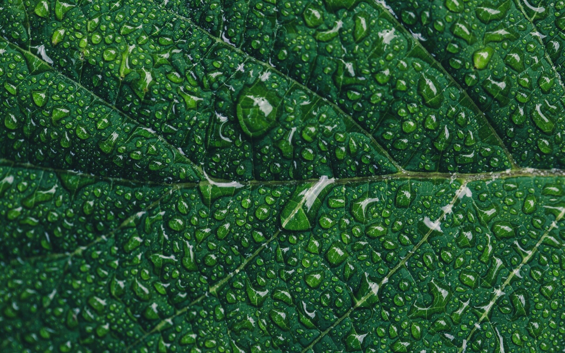 Leaves: Lamina, Moisture evaporating from plants. 1920x1200 HD Wallpaper.