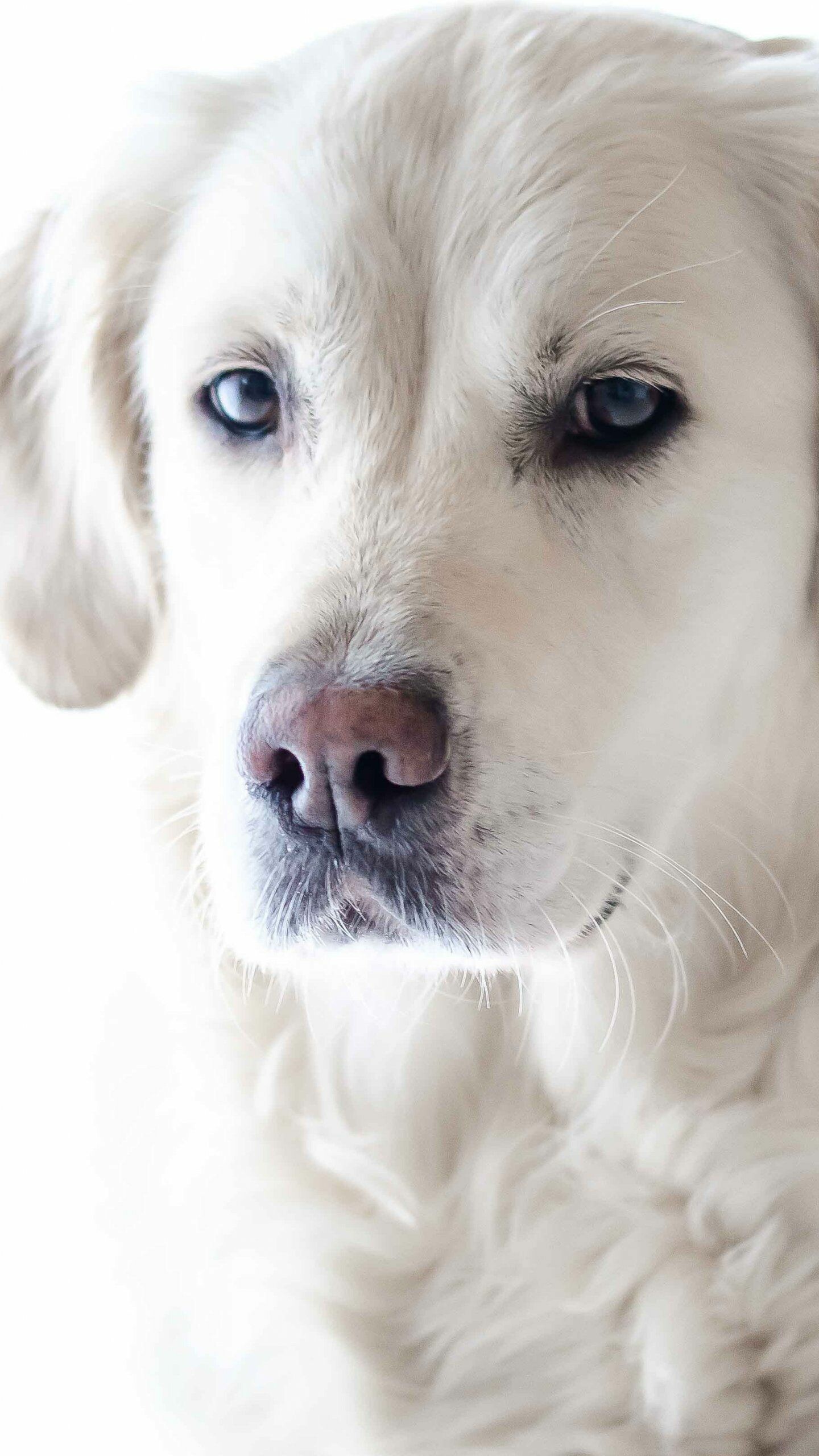 Dog: Golden Retriever, The breed created by Sir Dudley Marjoribanks. 1440x2560 HD Background.