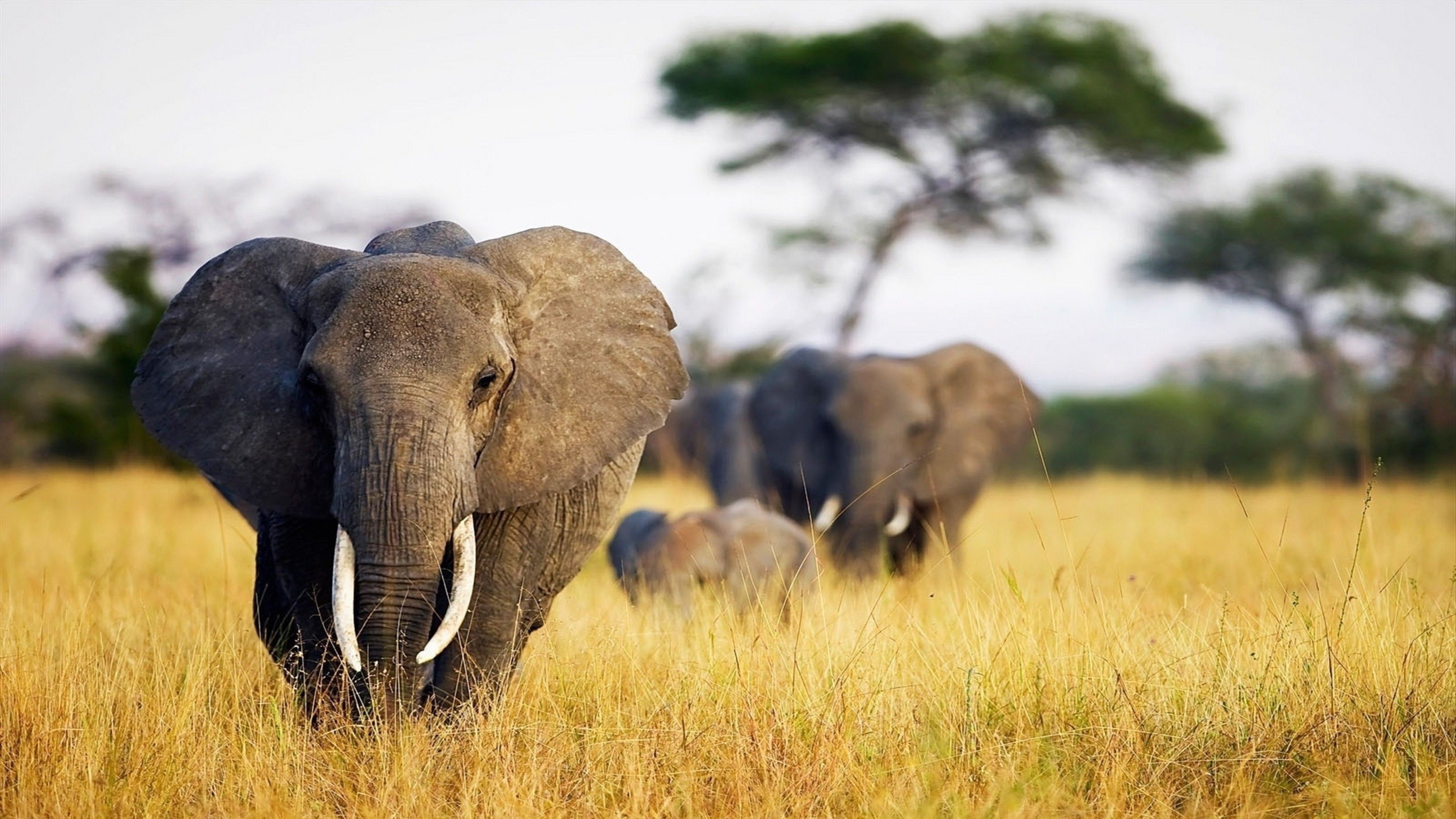 Kruger National Park, Wildlife photography, 4K wallpaper, Animal kingdom, 3840x2160 4K Desktop