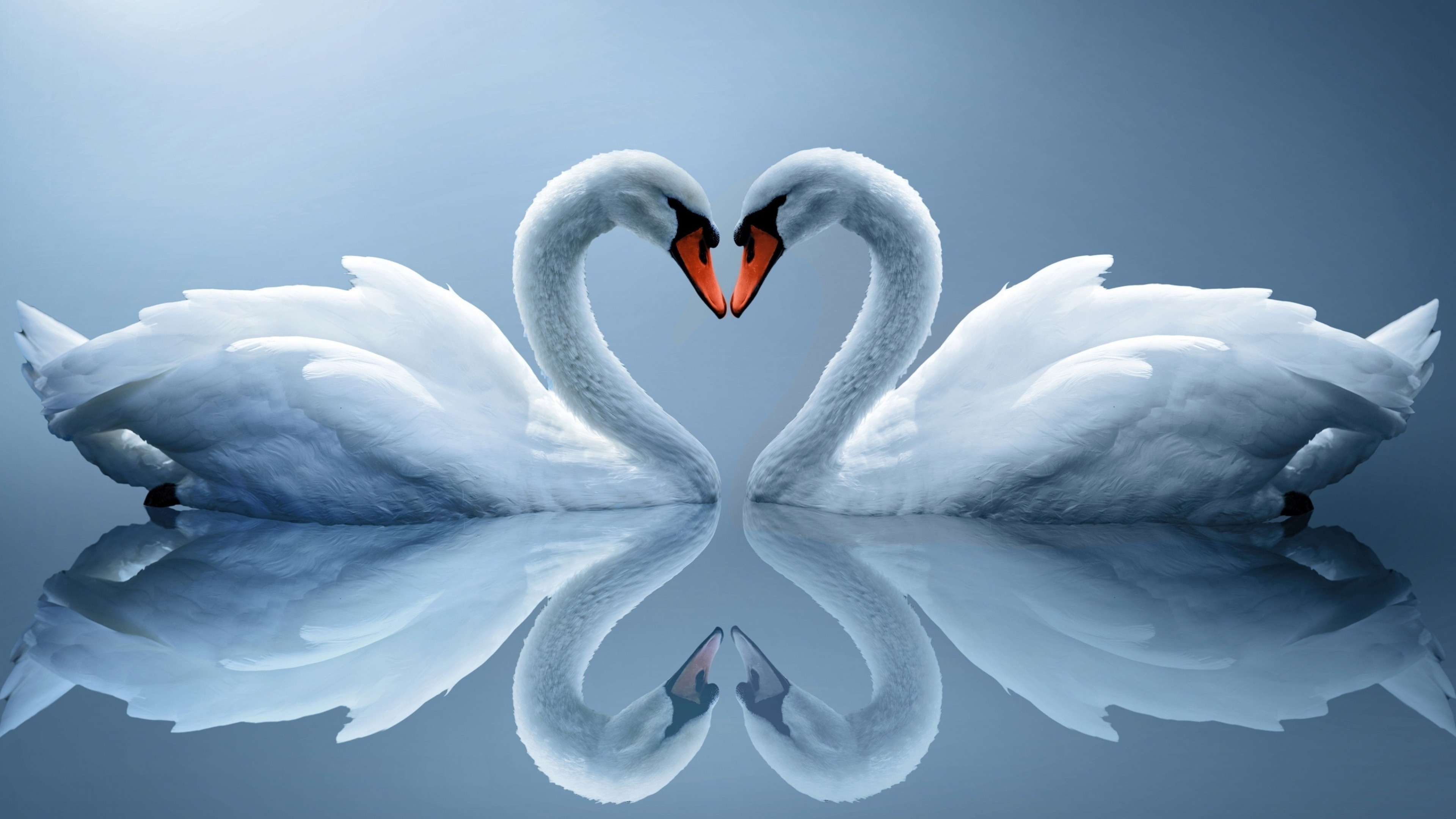 Swans couple birds, White reflection water, Reflection water wallpapers, Swans couple, 3840x2160 4K Desktop