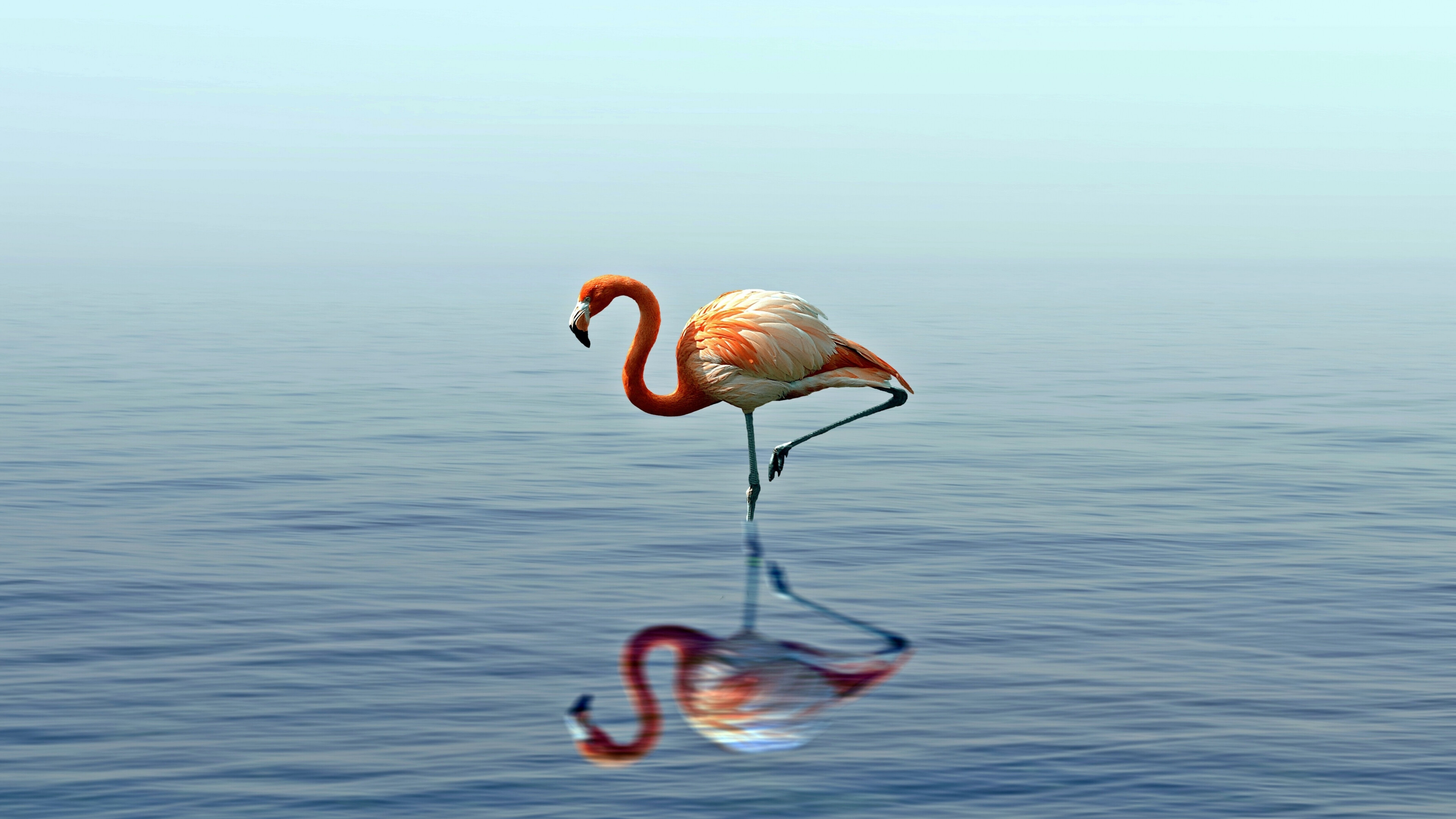 Flamingo: A pink wading bird that has incredibly long legs. 3840x2160 4K Wallpaper.