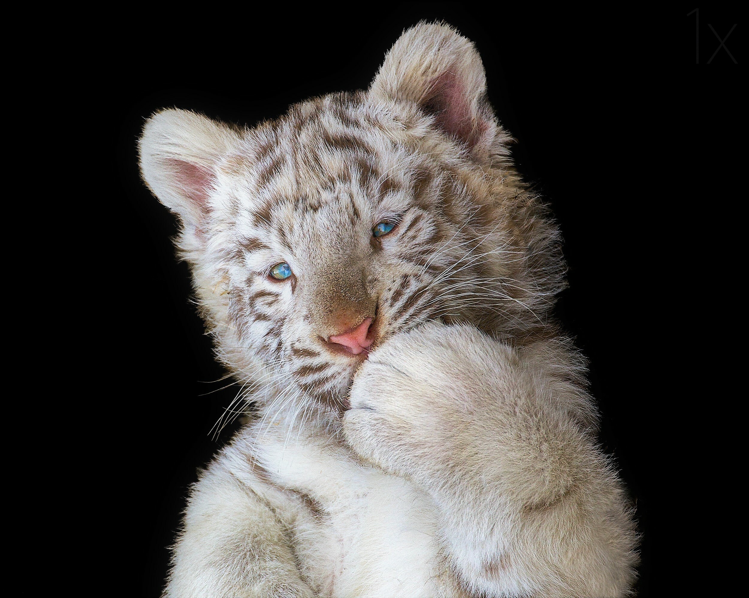 Tiger Cub: Stay with his mother for about two years and then become independent. 2500x2000 HD Wallpaper.