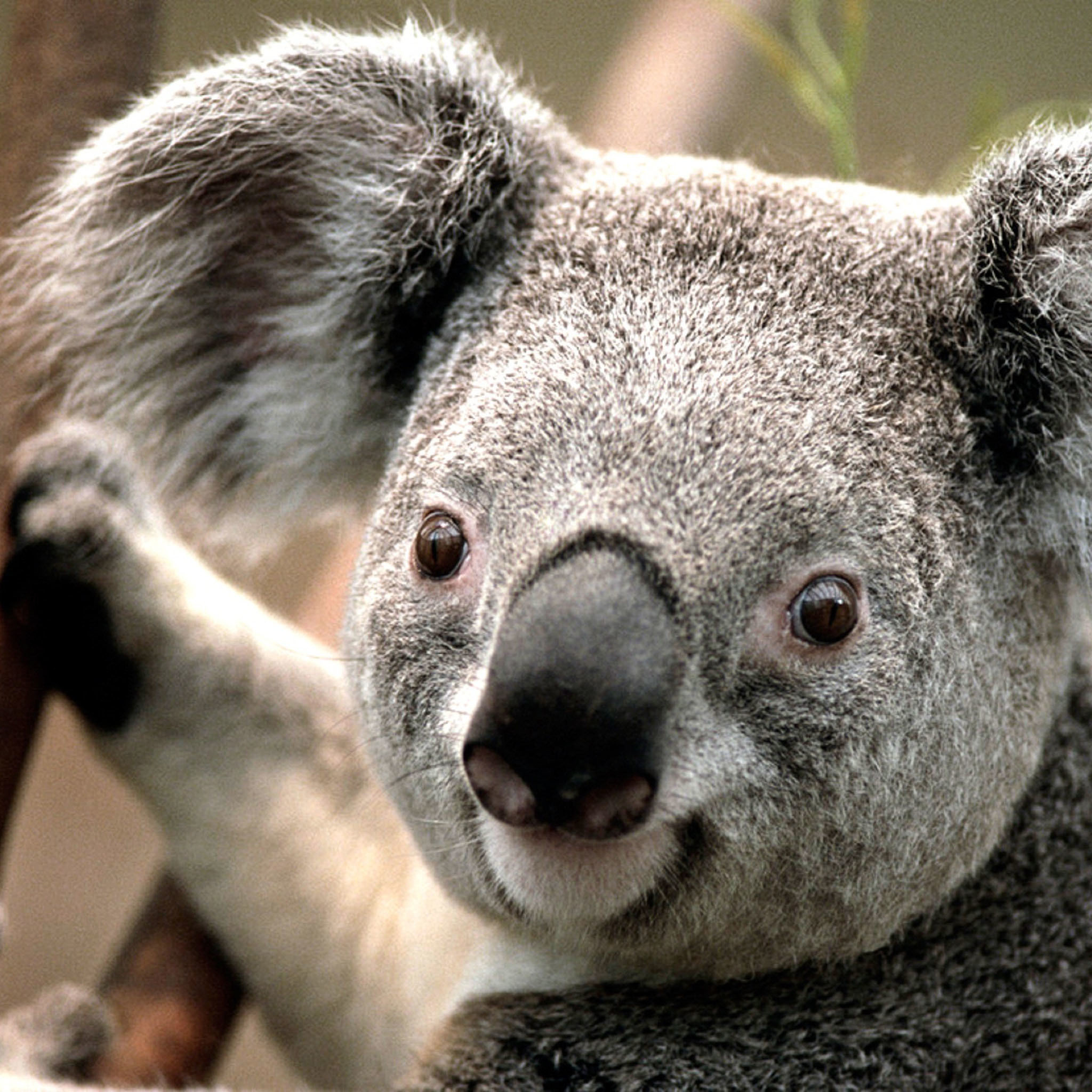 Koala bear wallpapers, Cute animal backgrounds, Desktop perfection, Adorable wildlife, 2050x2050 HD Handy