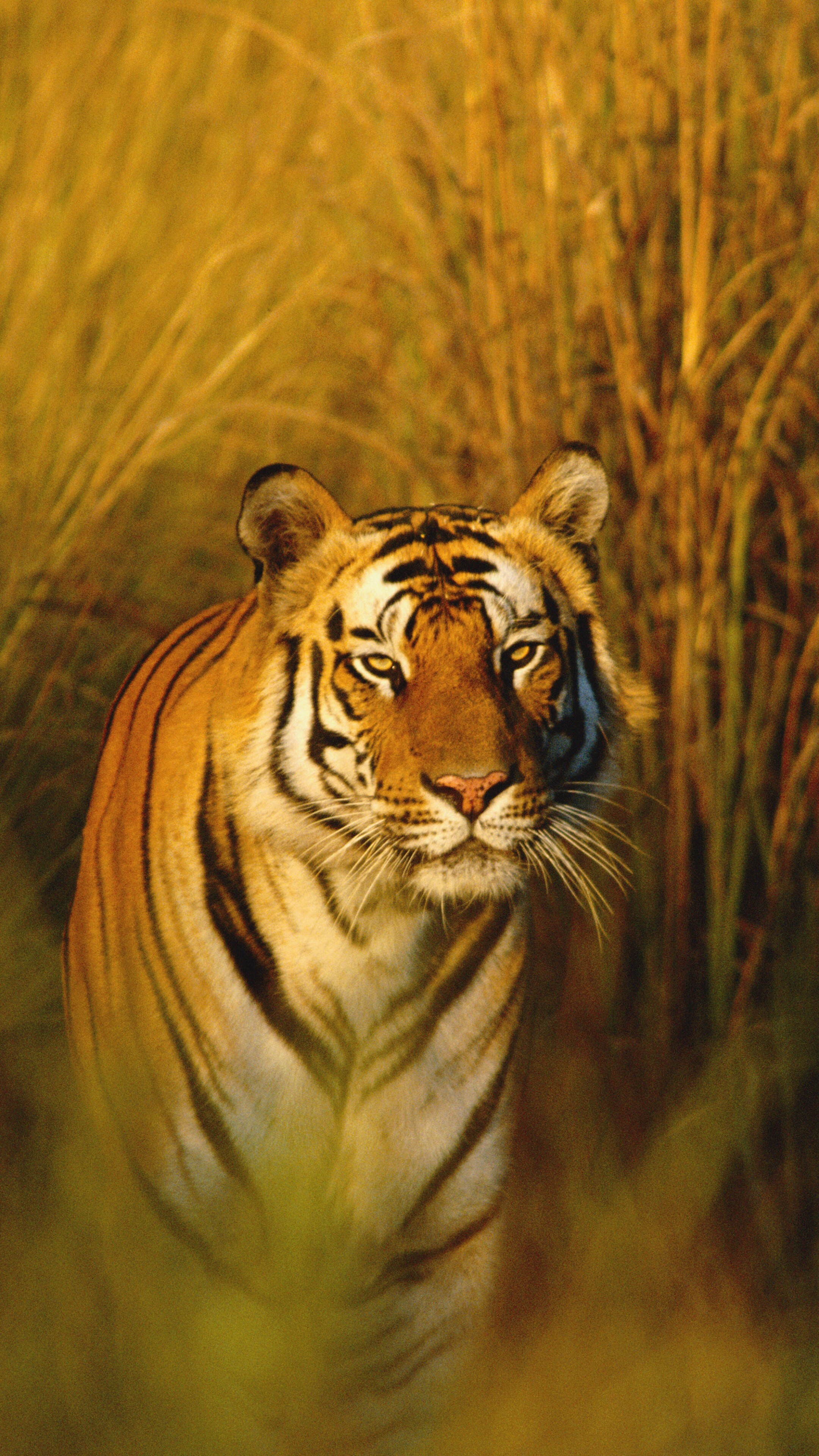 National Geographic: Bengal Tiger, Predator, Animals, Non-urbanized Environment. 2160x3840 4K Wallpaper.