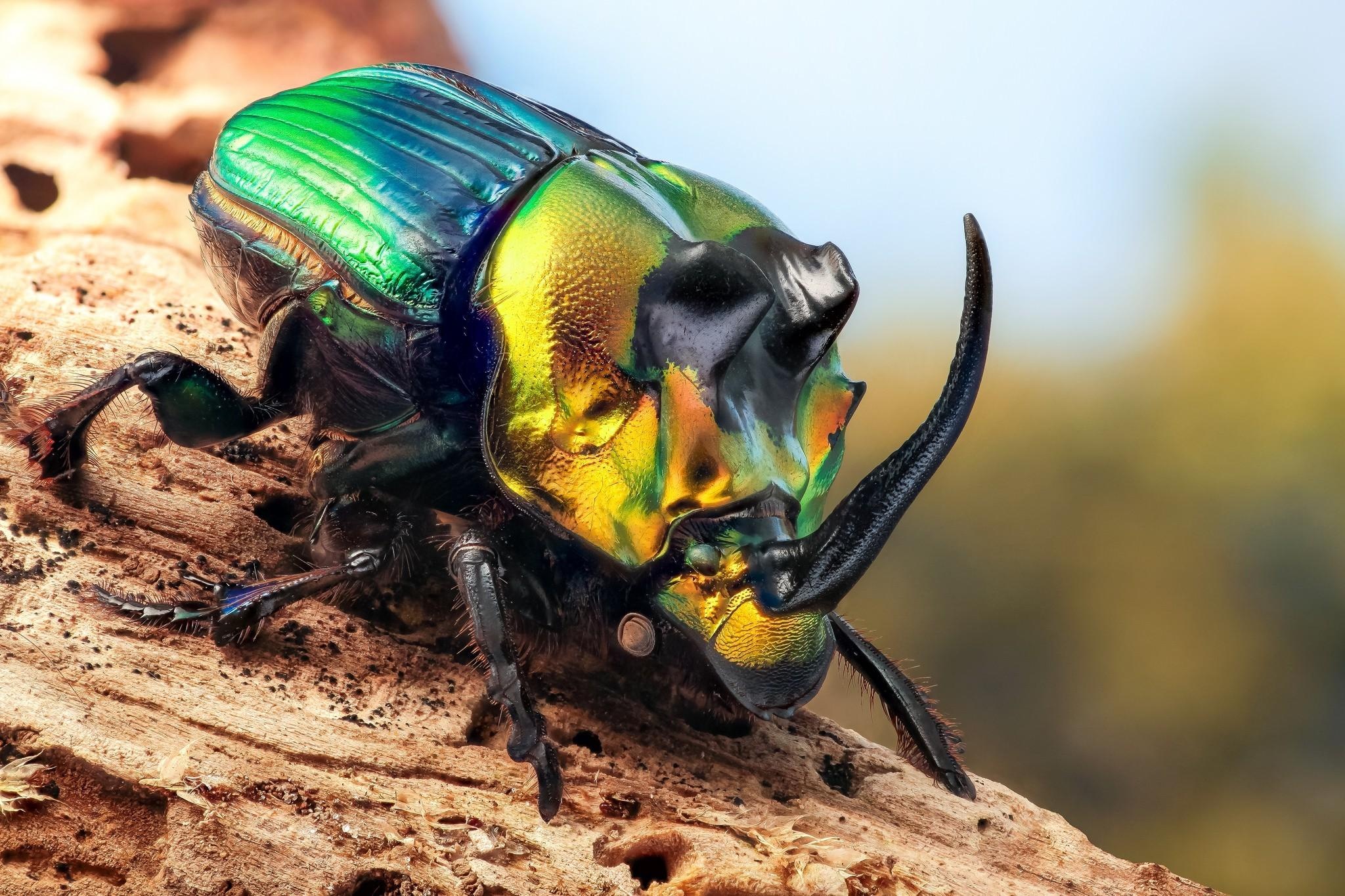 Beetle insect wallpapers, Beautiful bug close-ups, Fascinating beetle species, Insect diversity, 2050x1370 HD Desktop