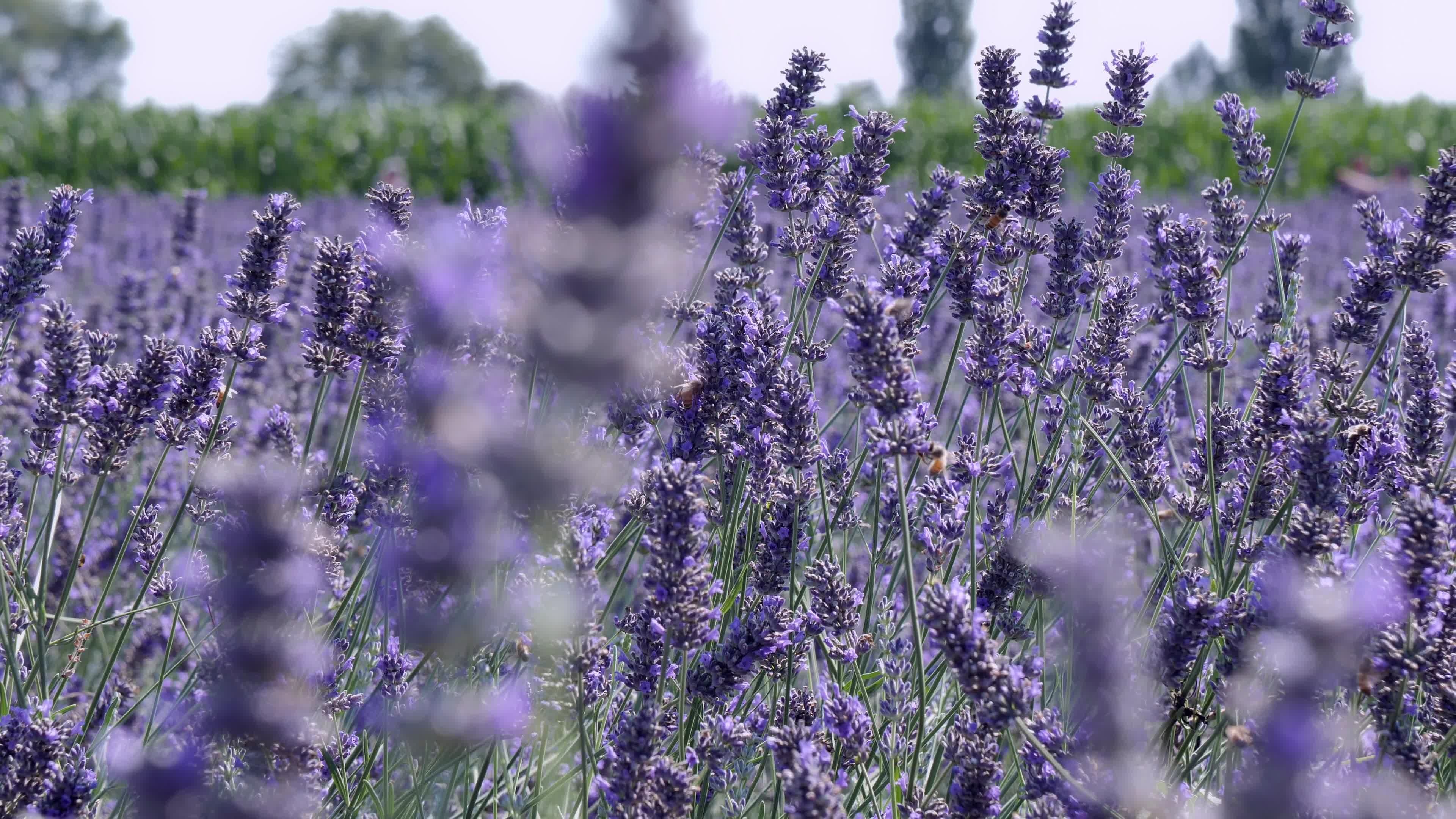 Lavender stock footage, Free download, Nature's wonders, Tranquil scenes, 3840x2160 4K Desktop