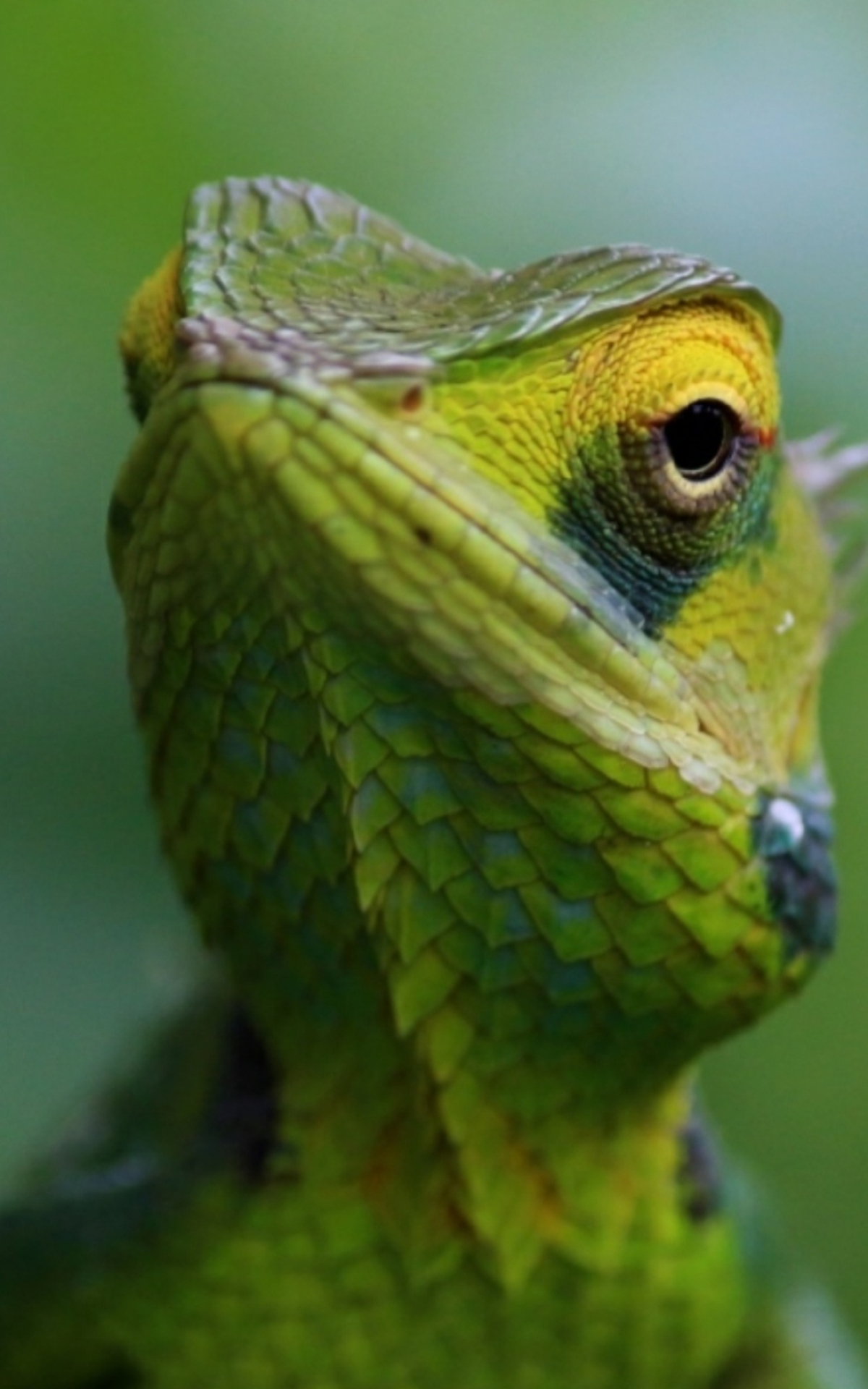 Lizard appstore, Android application, Reptile-themed content, Mobile device, 1200x1920 HD Phone