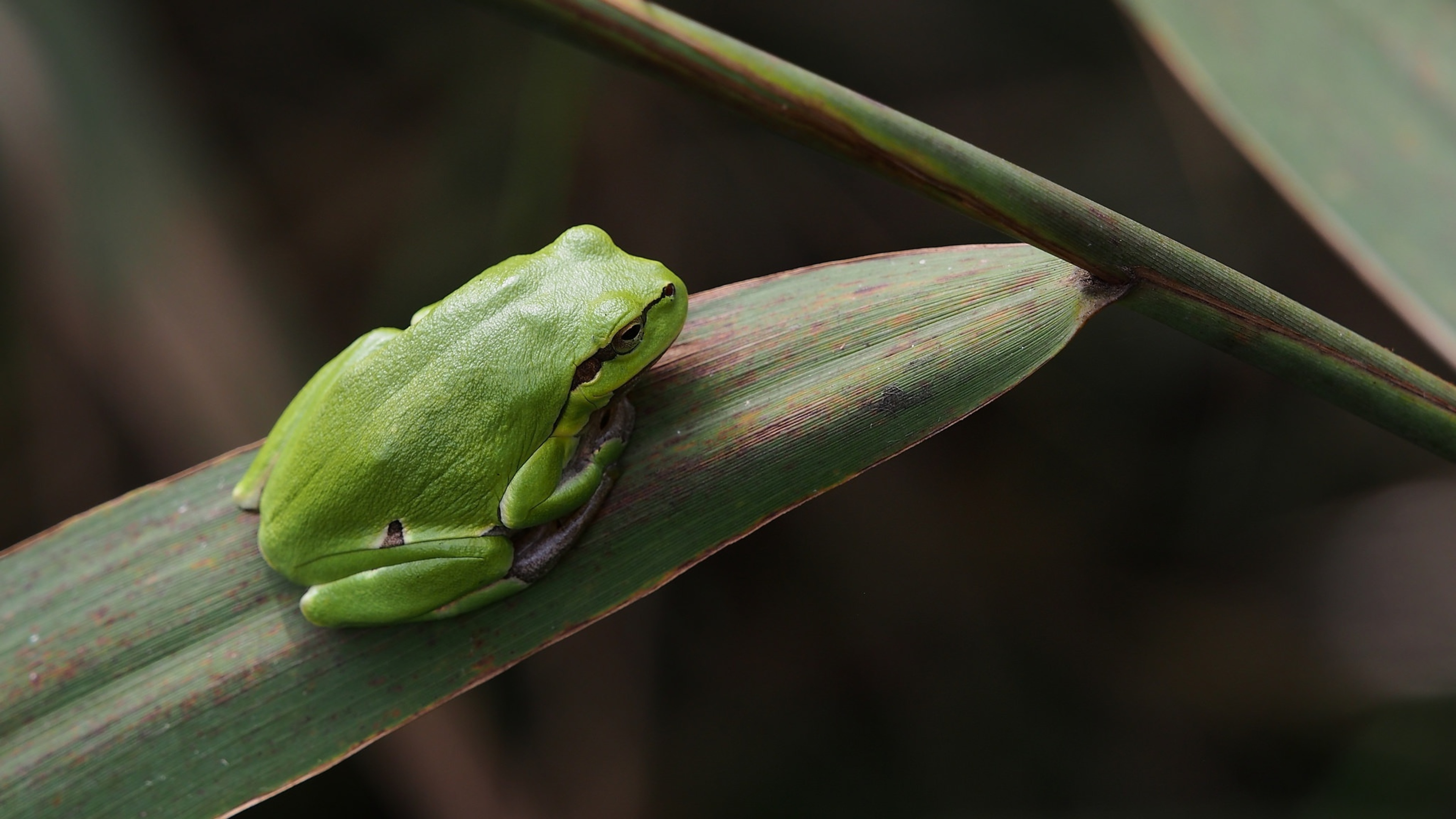 Wild frog, Nature's wonders, Breathtaking detail, Wildlife photography, 3840x2160 4K Desktop