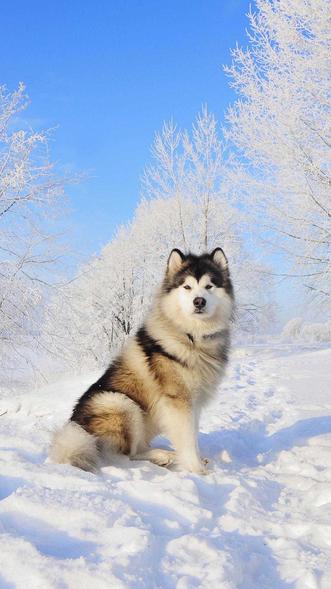 4K Siberian husky wallpaper, Alaskan Malamute, Wallpaper for dogs, Dog breed wallpaper, 1080x1920 Full HD Phone