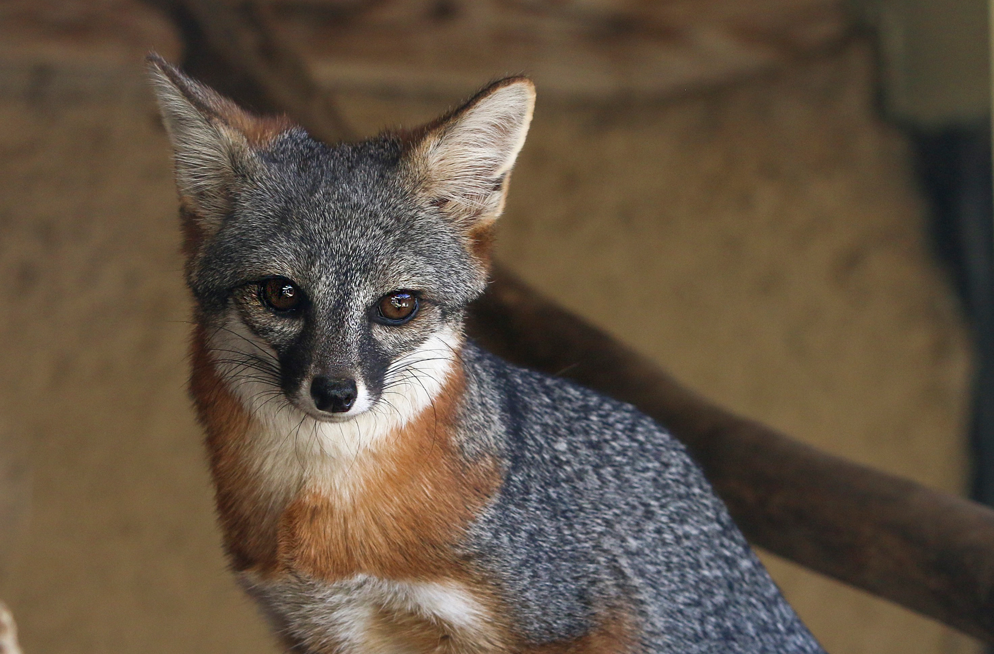 Gray Fox: Island Fox, The only member of the dog family who climb trees, Strong, hooked claws. 2000x1320 HD Background.