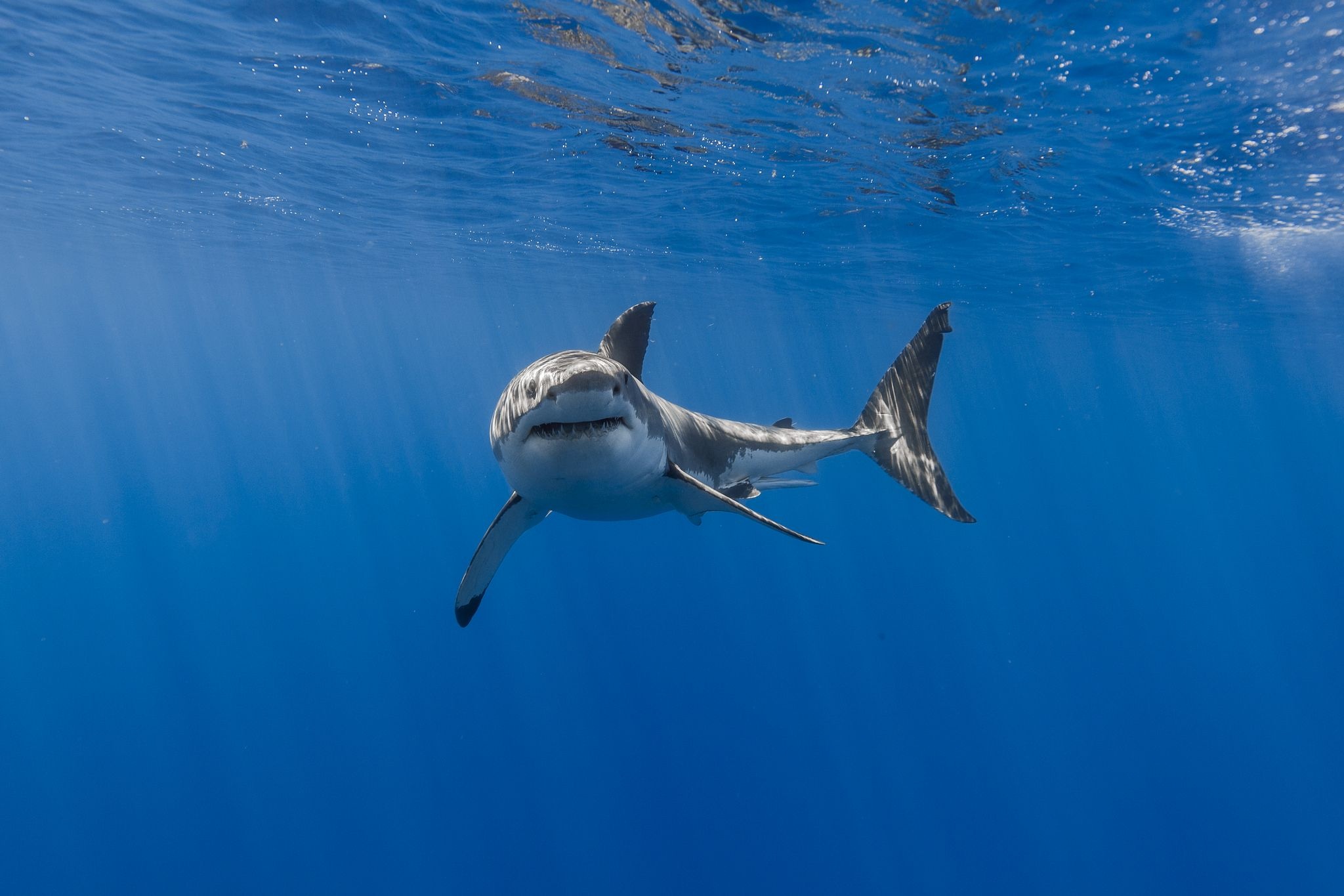 Great White Shark, Turning towards camera, 2050x1370 HD Desktop