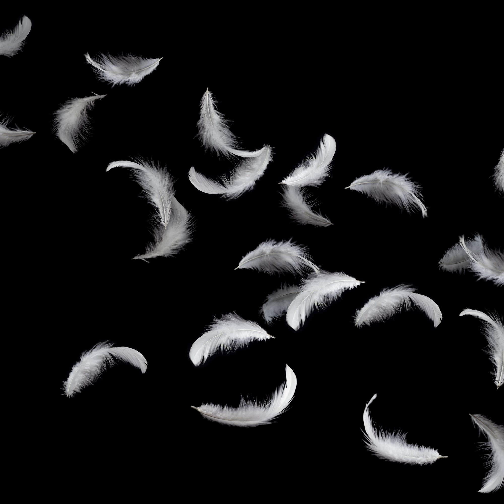 Feather: Light waterproof epidermal structures forming the plumage of birds, Fluffy. 2000x2000 HD Wallpaper.