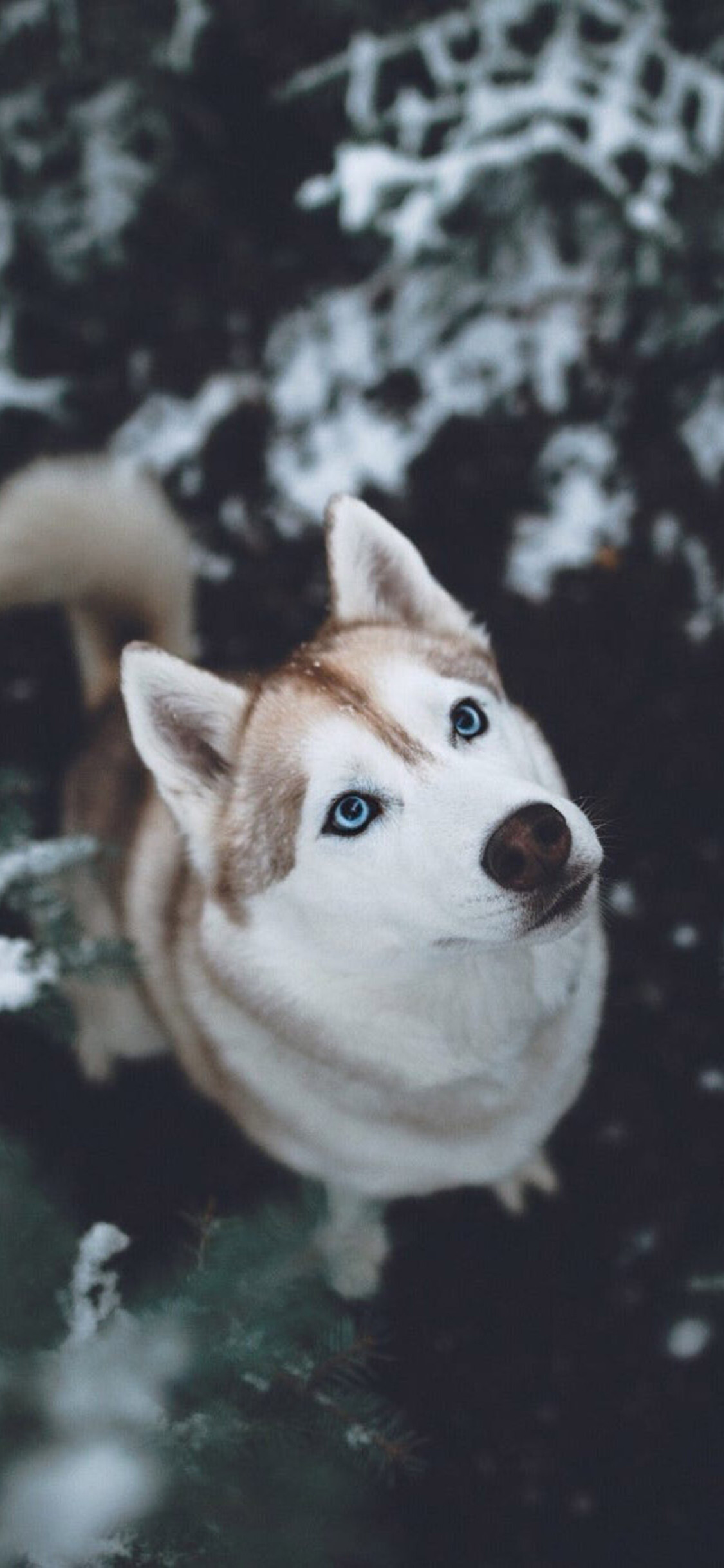 Siberian Husky: The breed ranked 155th out of a possible 160 breeds at risk for hip dysplasia. 1130x2440 HD Wallpaper.