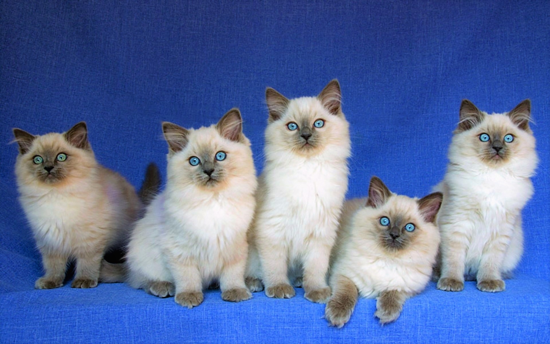Birman kittens image, Image id 175441, Abyss, Kittens image, 1920x1200 HD Desktop
