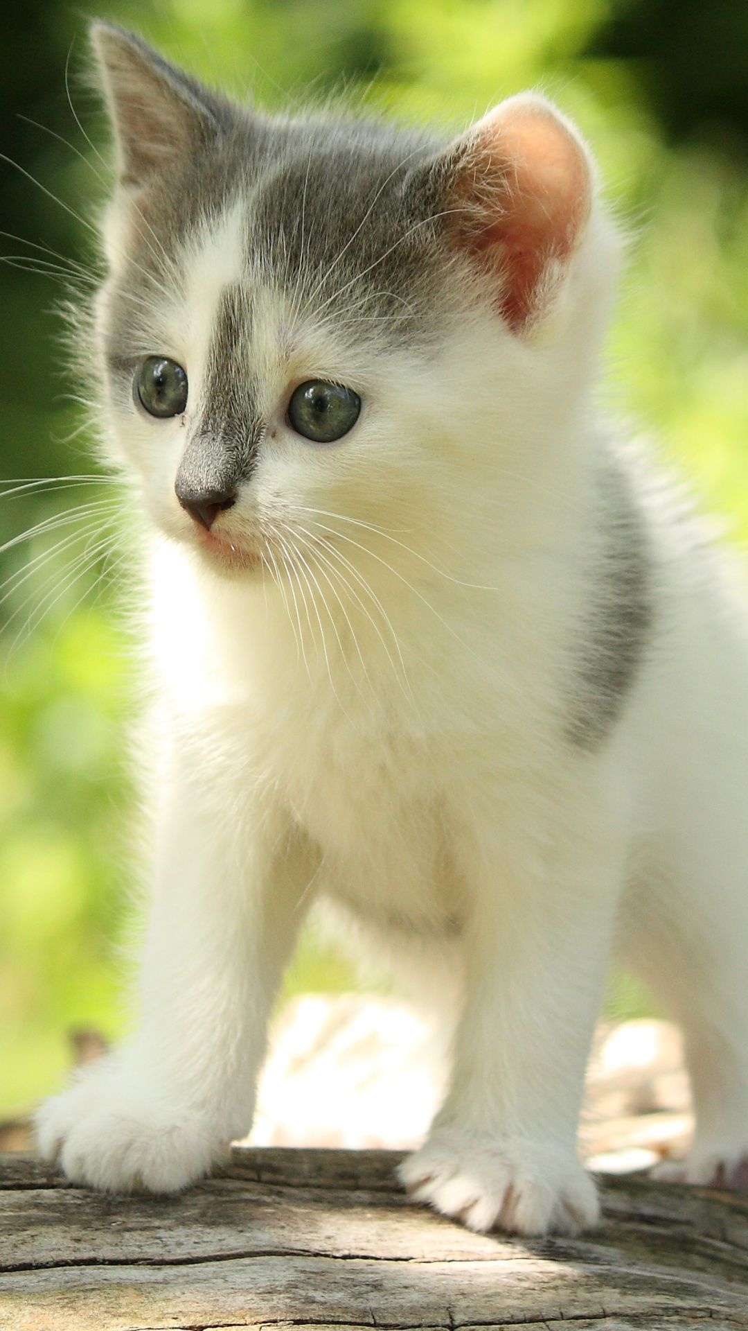 Baby Animal, Cute animal wallpapers, Cat and puppies, Sweetness overload, 1080x1920 Full HD Handy