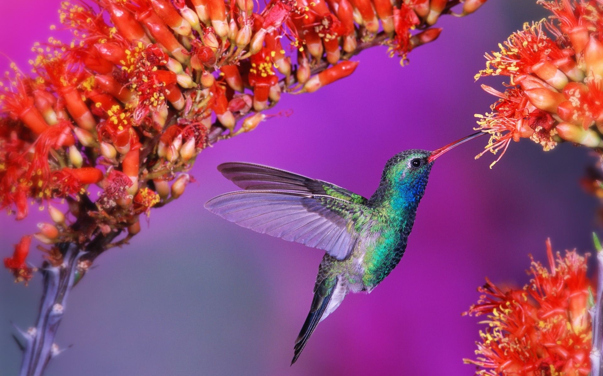 Beautiful bird, Tiny wonder, Delicate creature, Majestic wings, 1920x1200 HD Desktop