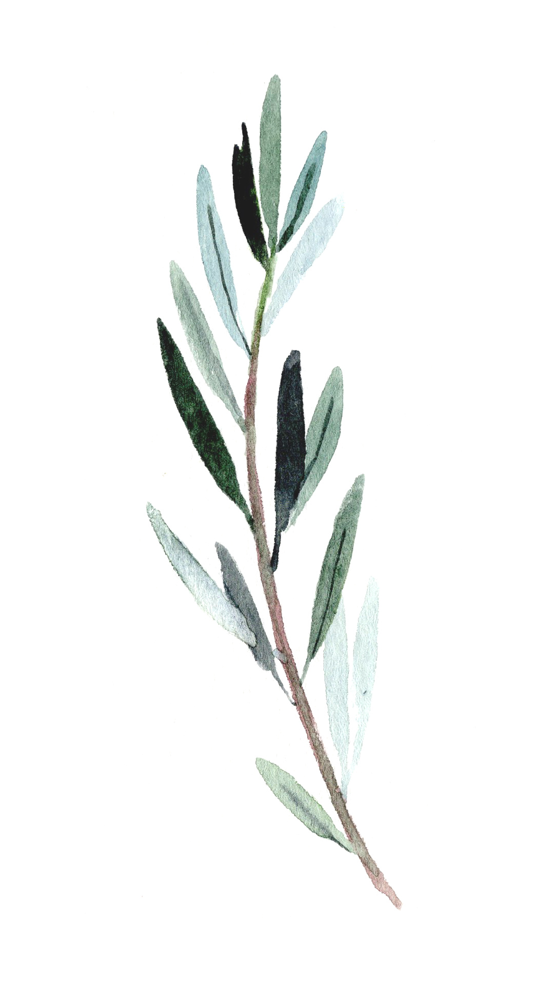 Olive: The leaves are evergreen and have a silvery-green color on the top. 1080x1920 Full HD Wallpaper.