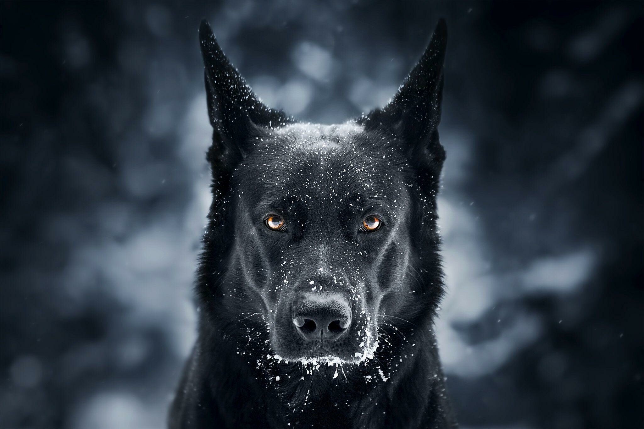 Black German Shepherd, Stunning backgrounds, Elegant dog breed, 2050x1370 HD Desktop