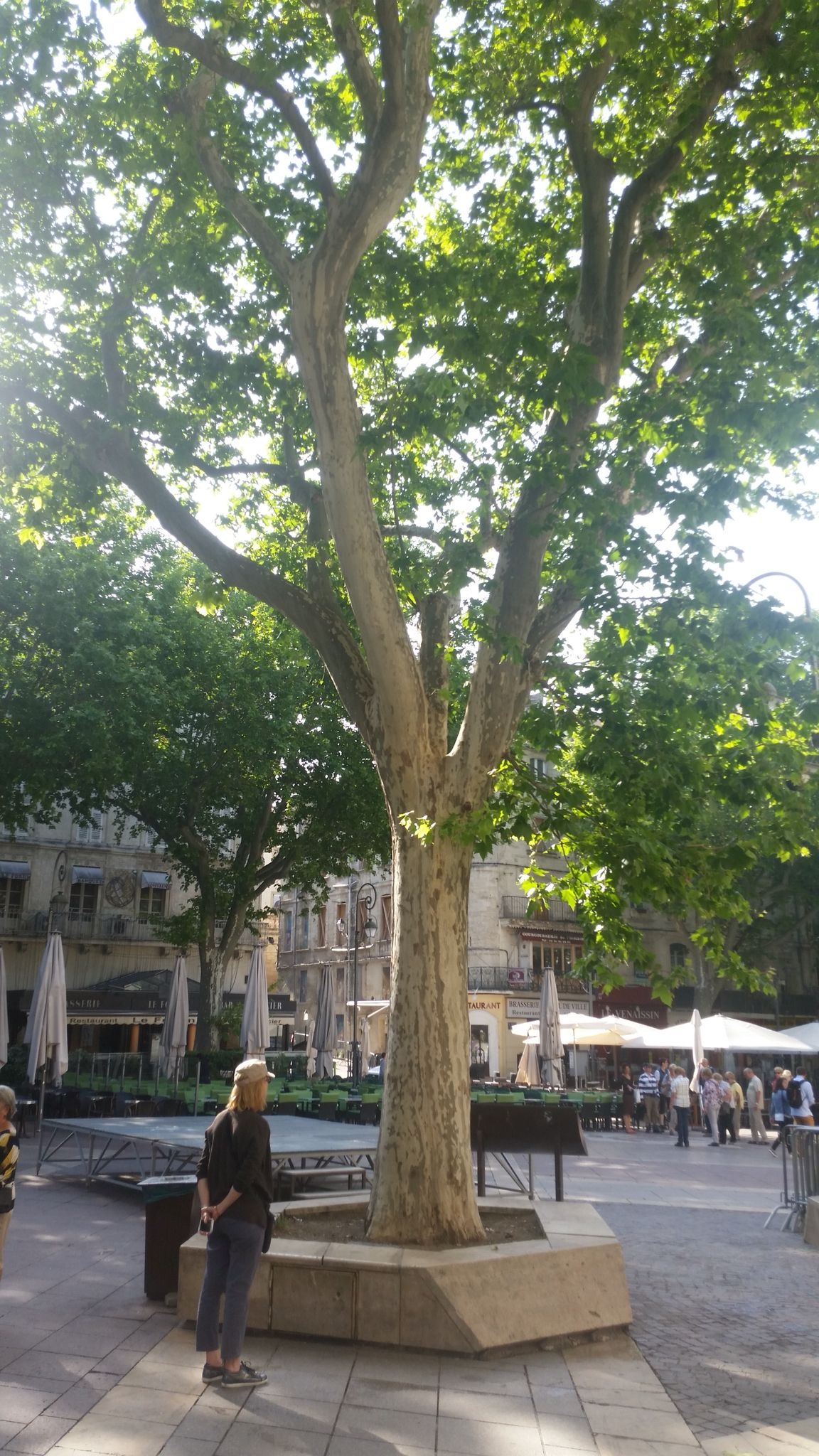 Sycamore Tree, Avignon France, 200 Years Old, 1160x2050 HD Handy