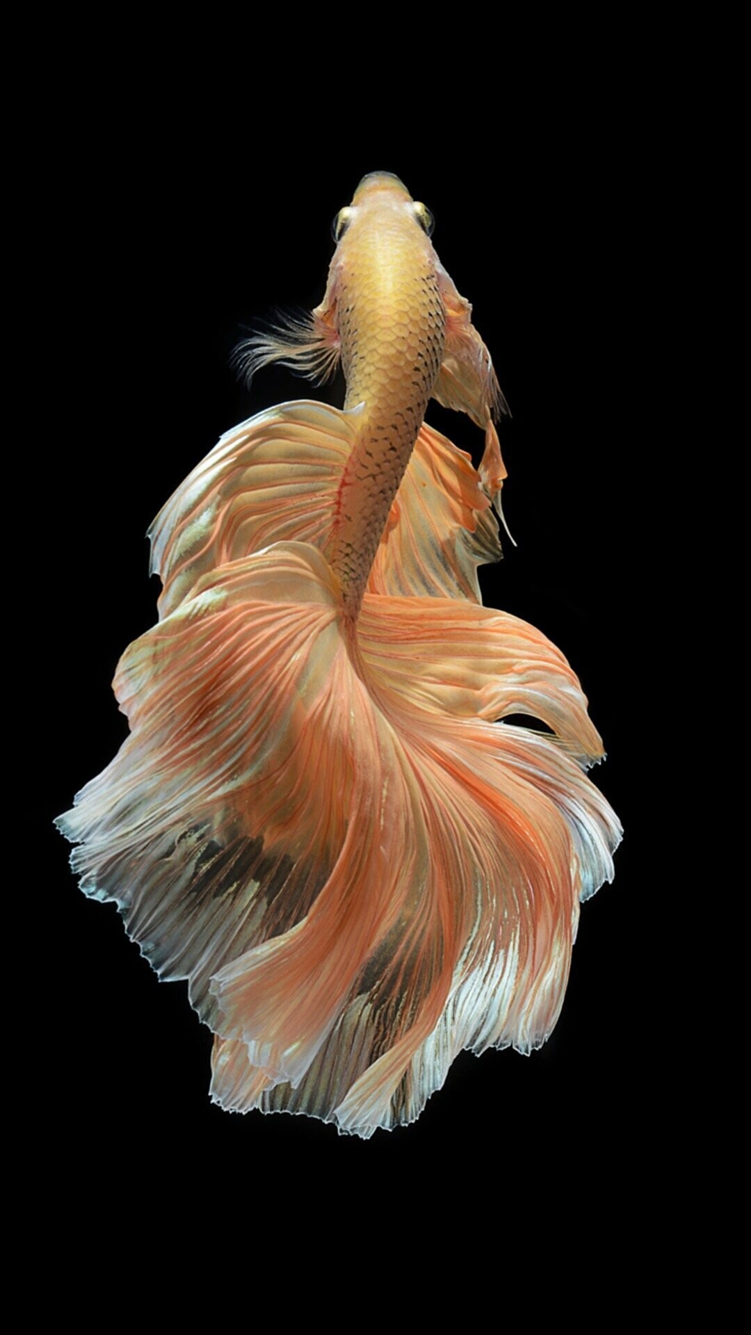 Fish: Betta, Known for their incredible beauty and warrior-like personality. 1080x1920 Full HD Background.