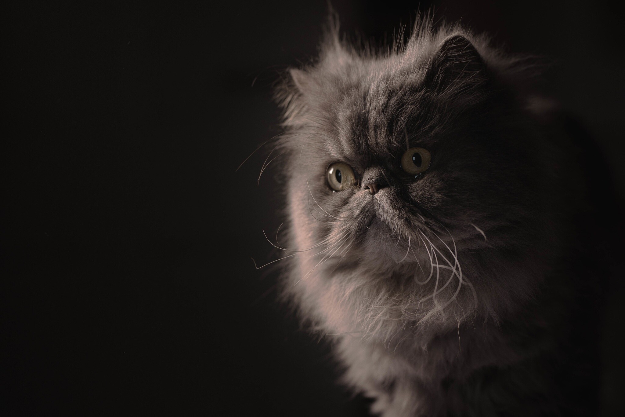 Persian Cat: Immediately recognizable by its very flat face with full cheeks, large round eyes, a short muzzle, and a short snub-nose, round cheeks, a firm chin, medium-sized ears, and large, round eyes. 2050x1370 HD Background.