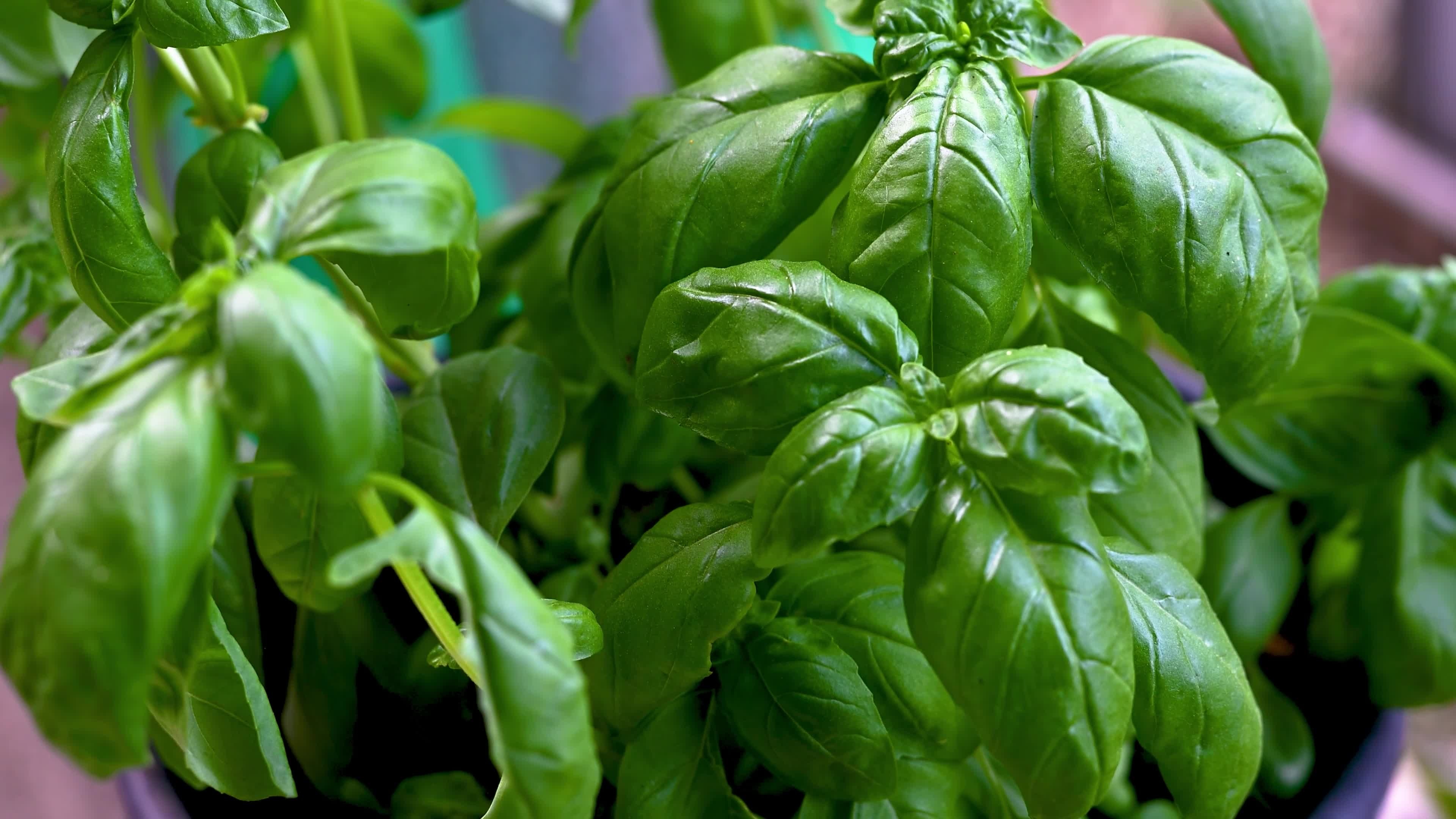 Basil plant, Culinary herb, Flavorful seasoning, Fresh and aromatic, 3840x2160 4K Desktop