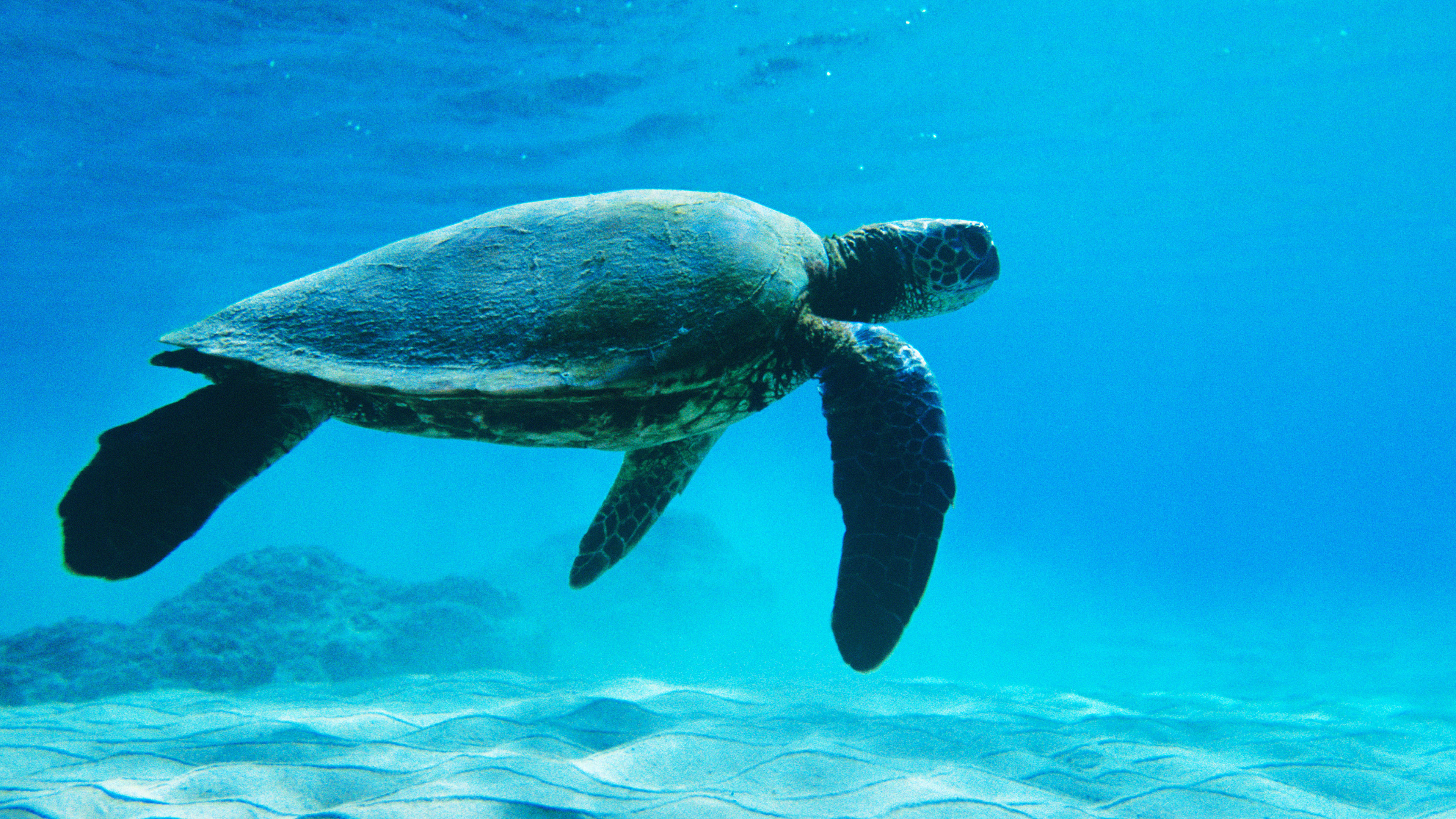 Turtle sea ocean animal, Cute marine creatures, Oceanic beauty, Underwater wonders, 3840x2160 4K Desktop