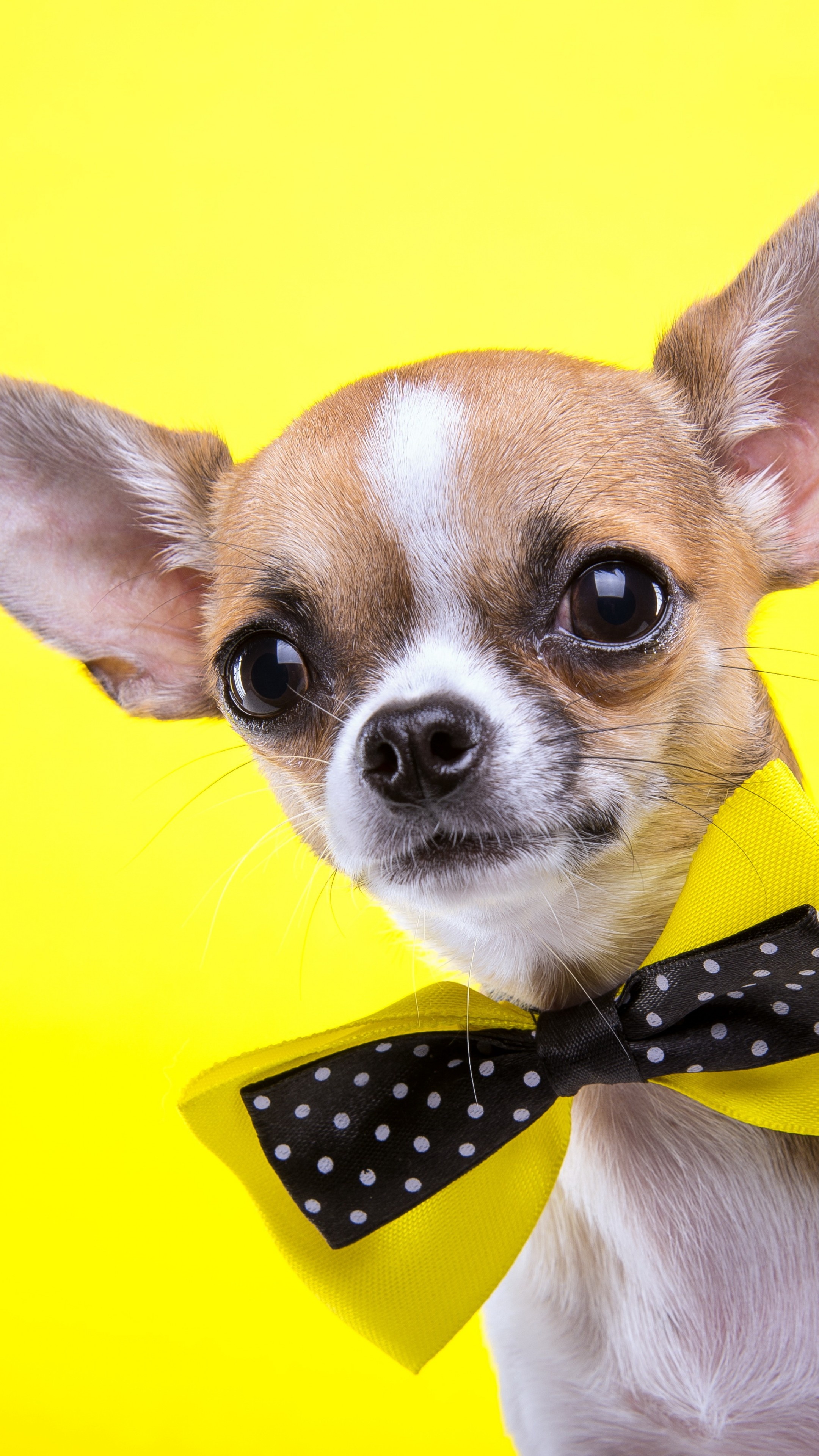 Chihuahua dog in yellow, Cute and playful, Stunning wallpaper, Beautiful imagery, 2160x3840 4K Phone