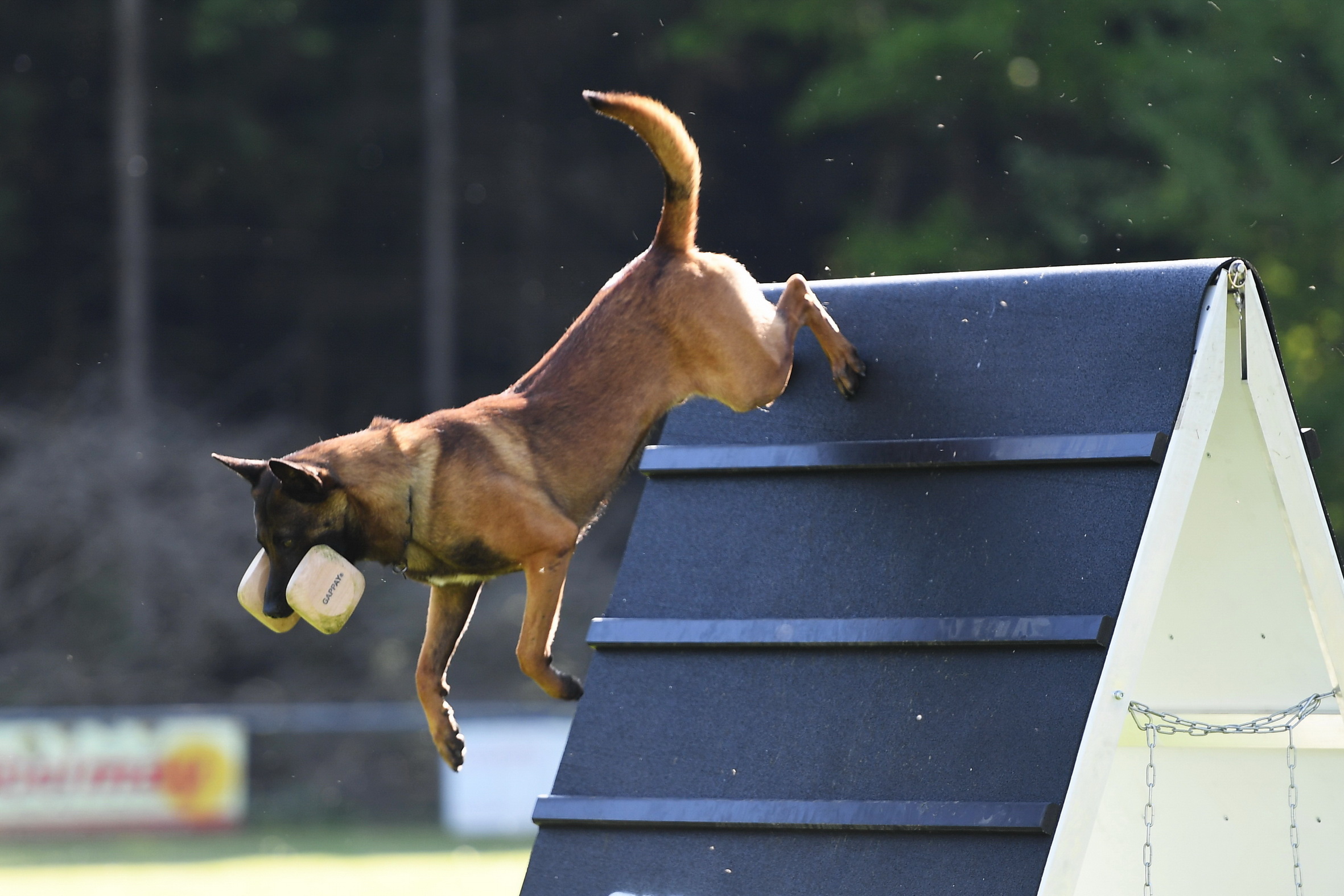 Dog Sports: Working Dog, FCI IPO World Championship, Training with Obstacles. 2370x1580 HD Wallpaper.