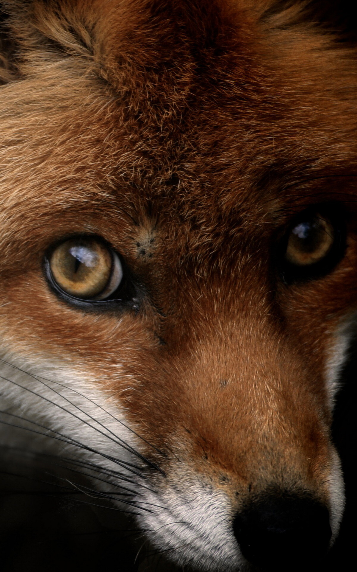 National Geographic: Fox, The natural environment, Terrestrial animal, Carnivore. 1200x1920 HD Background.