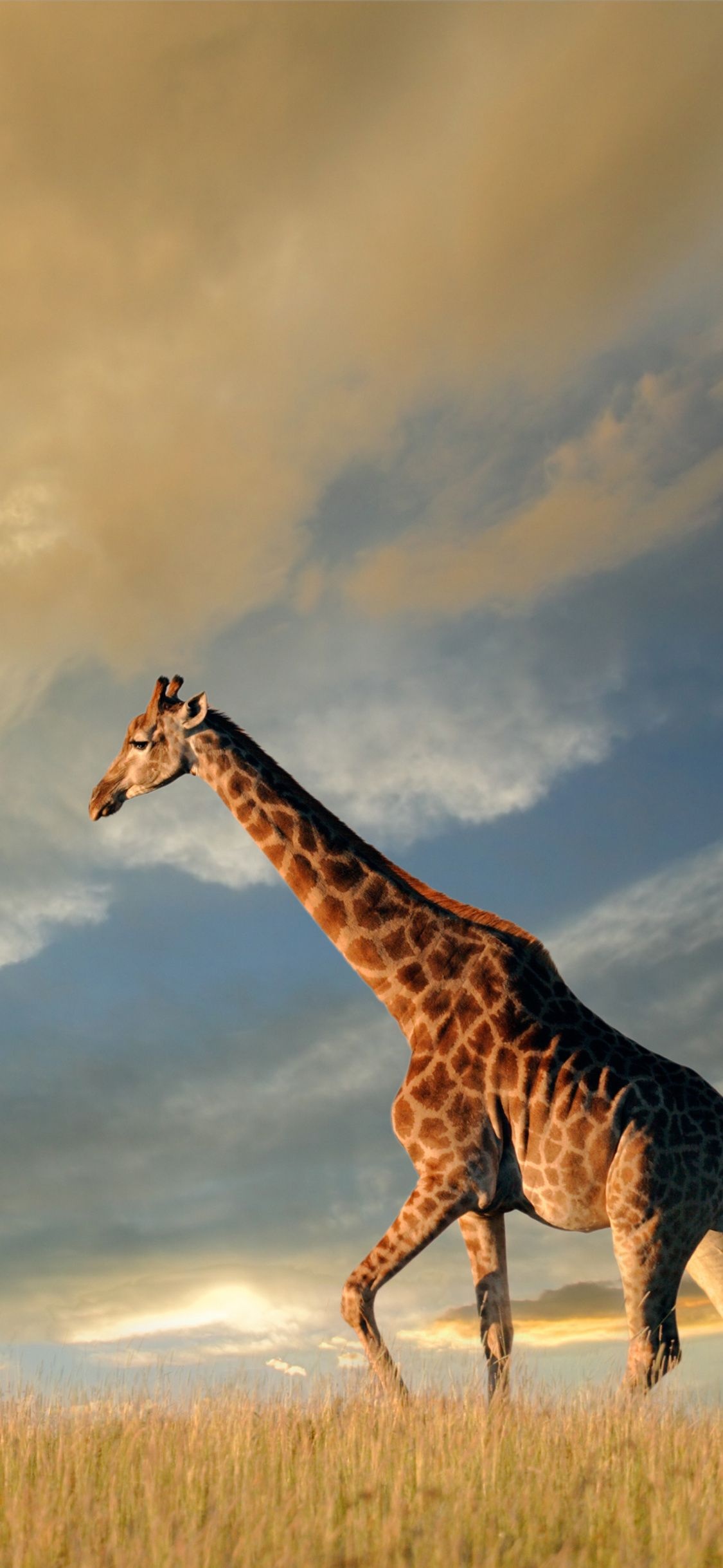Giraffe: A large African animal with a very long neck and long legs. 1130x2440 HD Background.