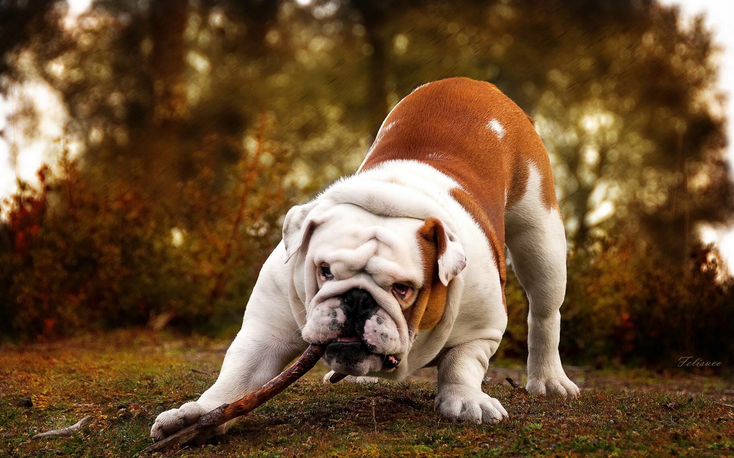Bulldog: English breed, One of the few breeds whose tail is naturally short and either straight, screwed or thin. 2560x1600 HD Wallpaper.