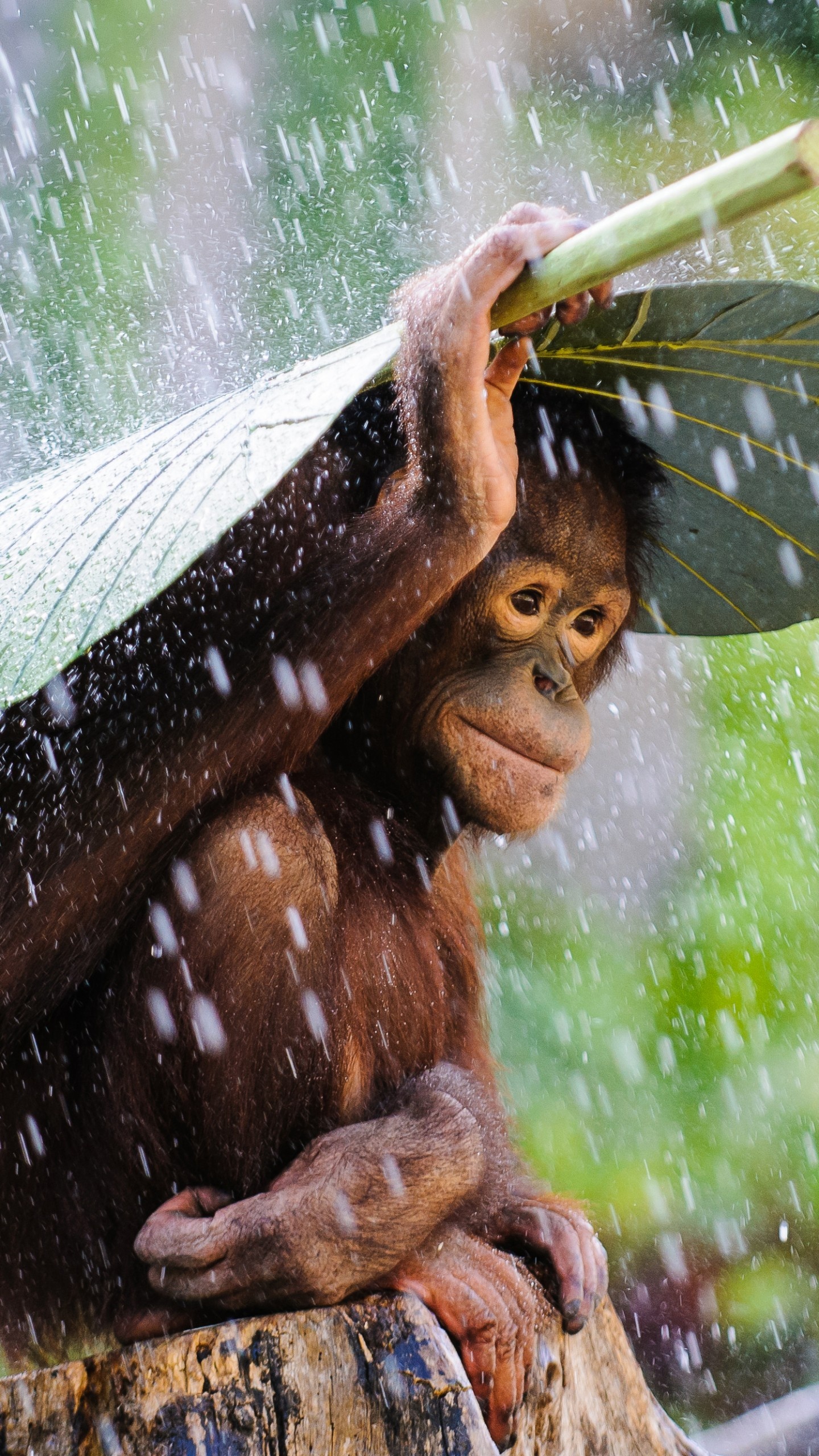 Chimpanzee, Congo River scenery, Natural beauty, Rainforest view, 1440x2560 HD Phone
