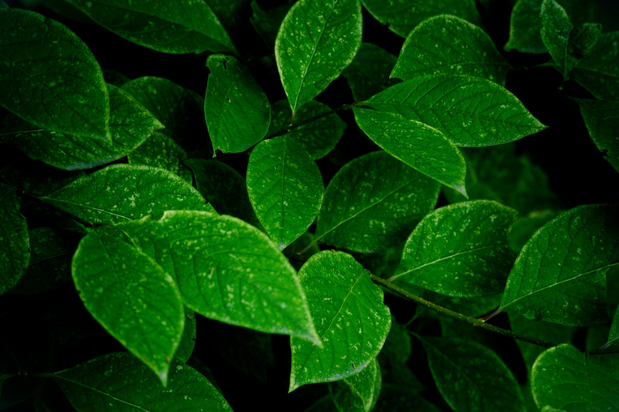 Green Leaf: Dark green bush, The principal appendages of a vascular plant stem. 2160x1440 HD Background.