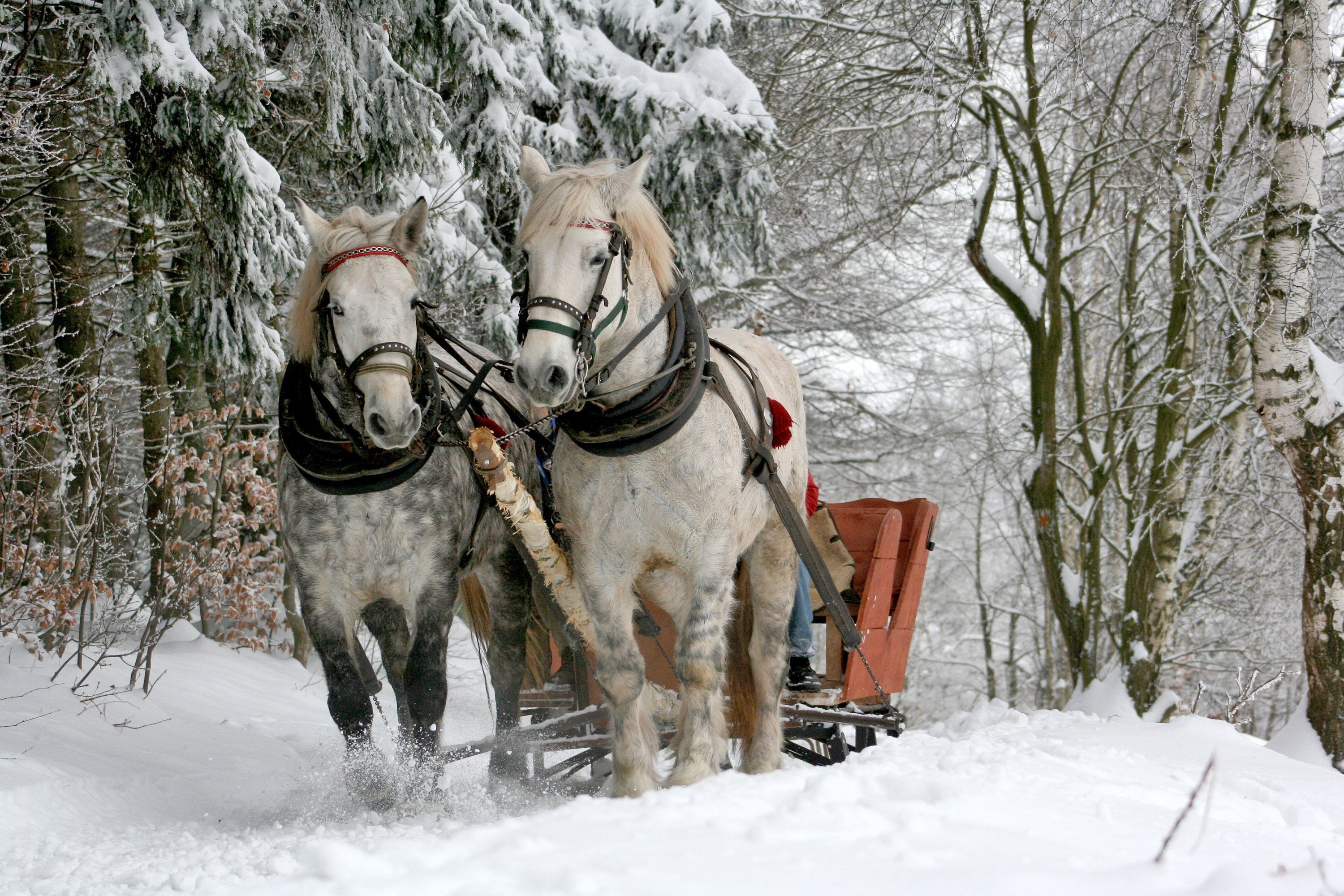 Horses in the Snow, Winter sleigh ride, 3000x2000 HD Desktop