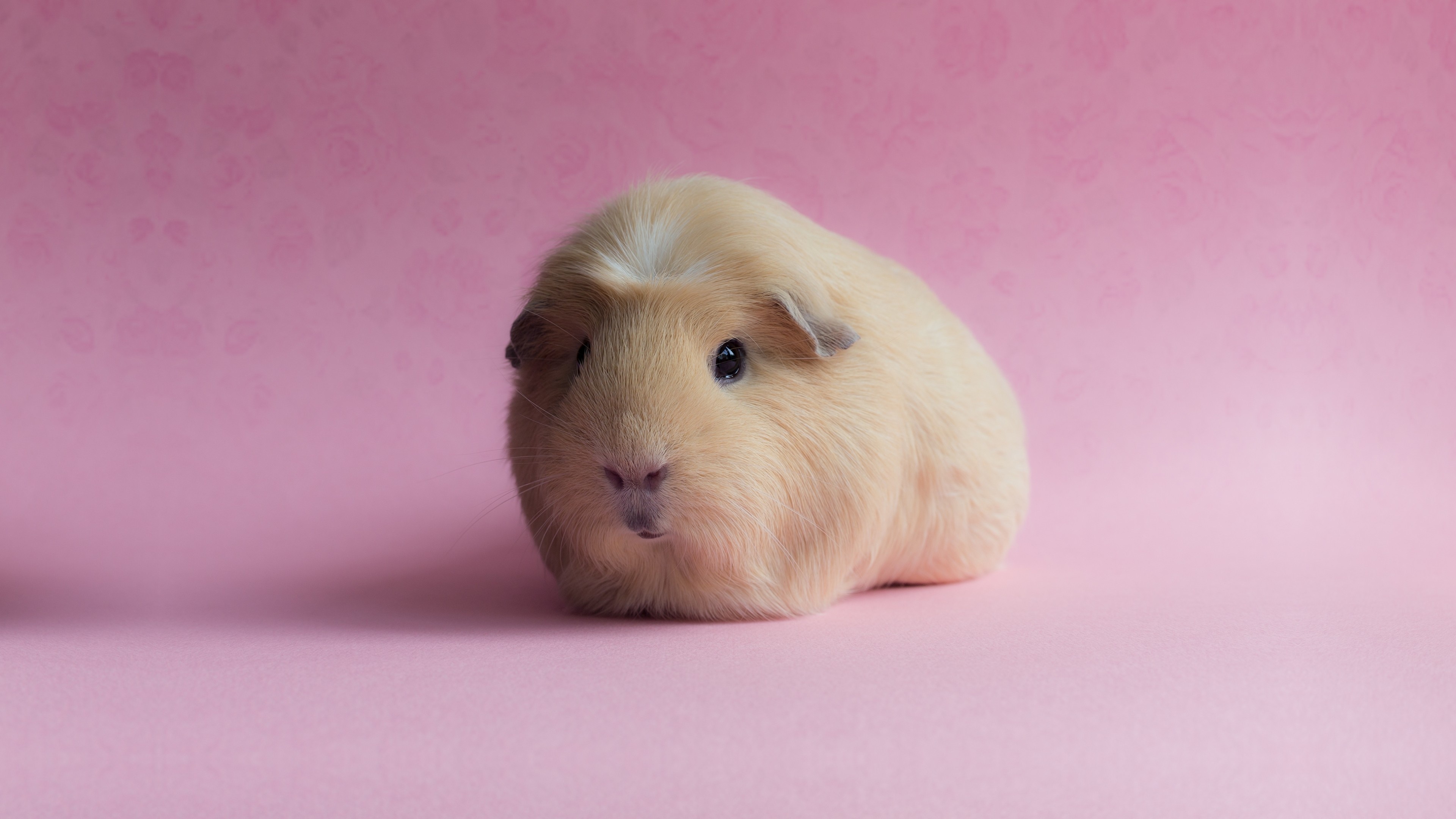 Guinea Pig, Funny animals, Small pets, Colorful wallpapers, 3840x2160 4K Desktop