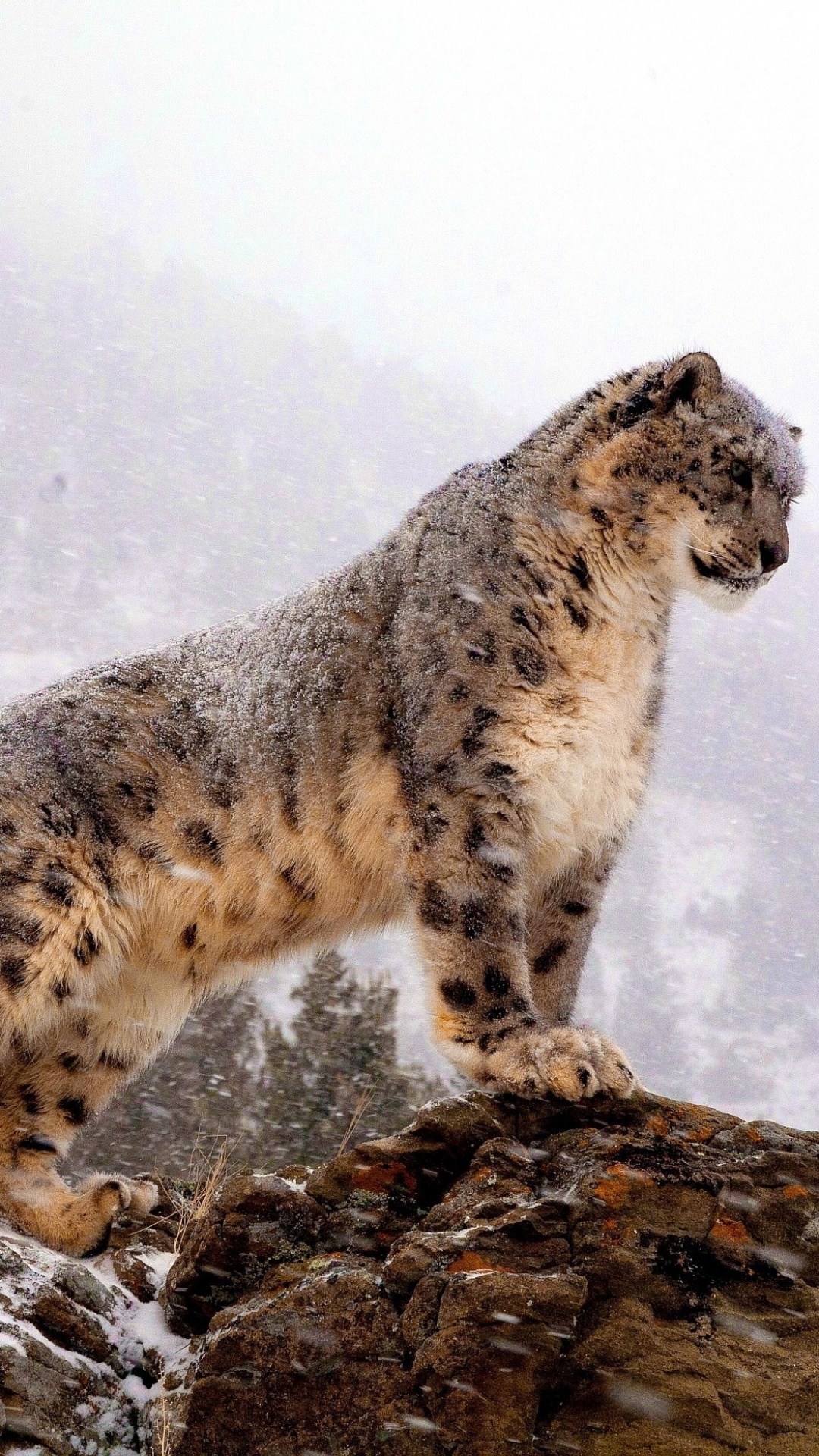 Snow Leopard, Animal, Cat, 1080x1920 Full HD Handy