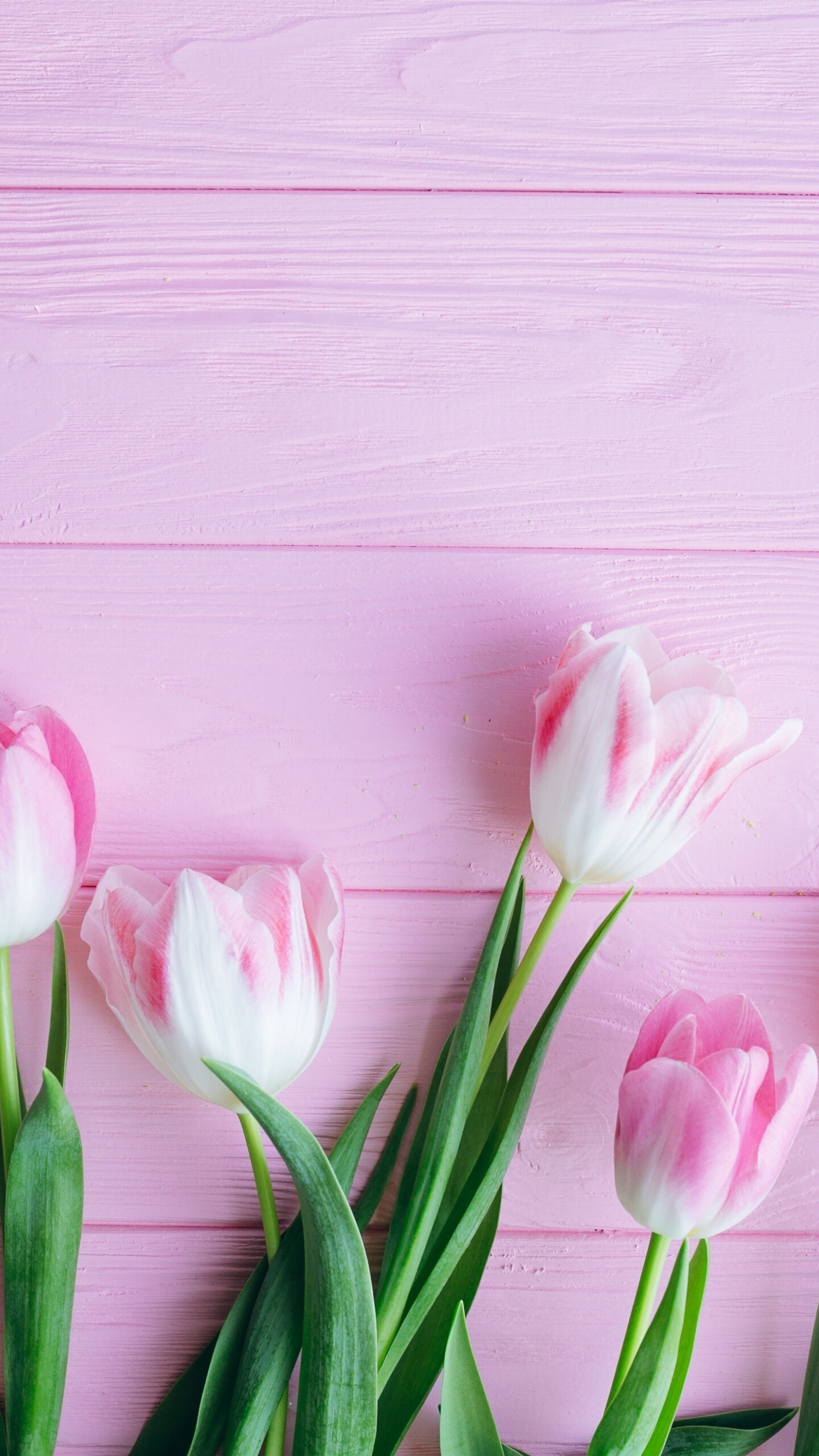 Tulip: Flower, Plant, Petal, Flower Arranging. 1440x2560 HD Background.