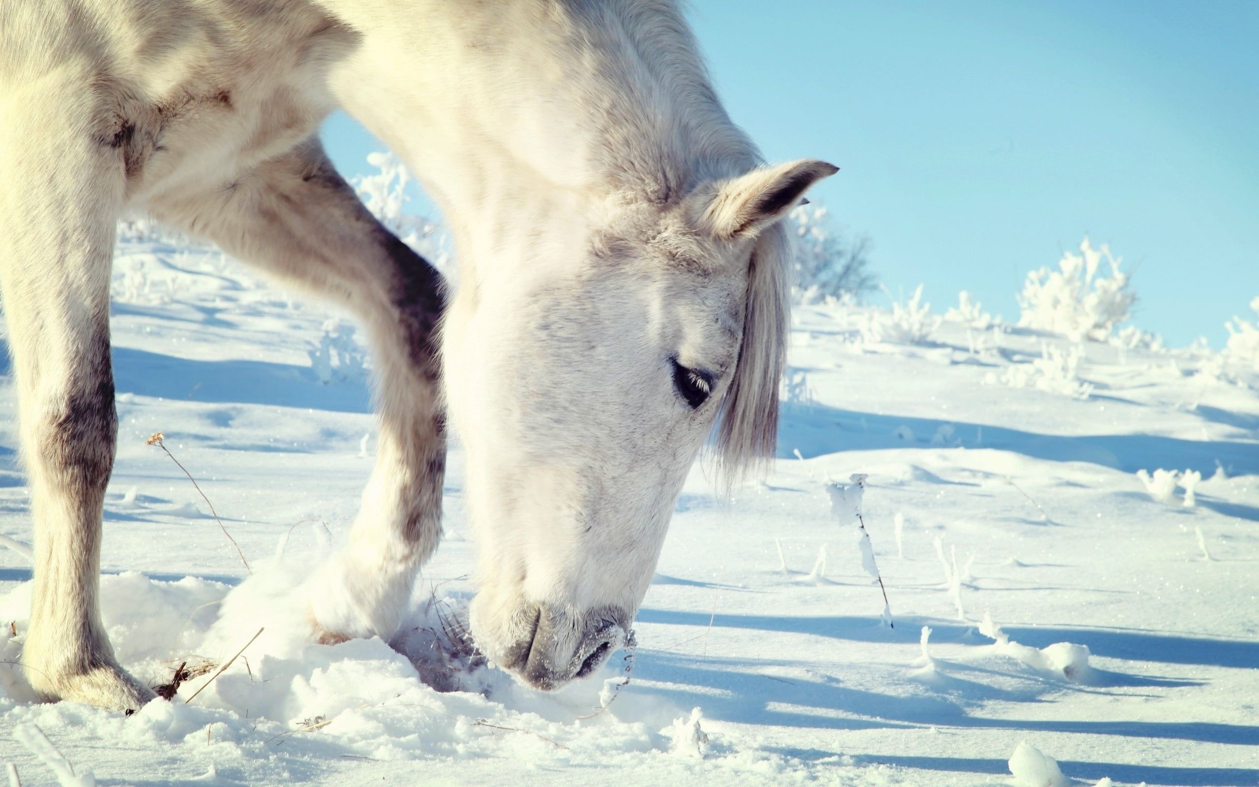 Horses in the Snow, Winter corral, Equine beauty, 2560x1600 HD Desktop