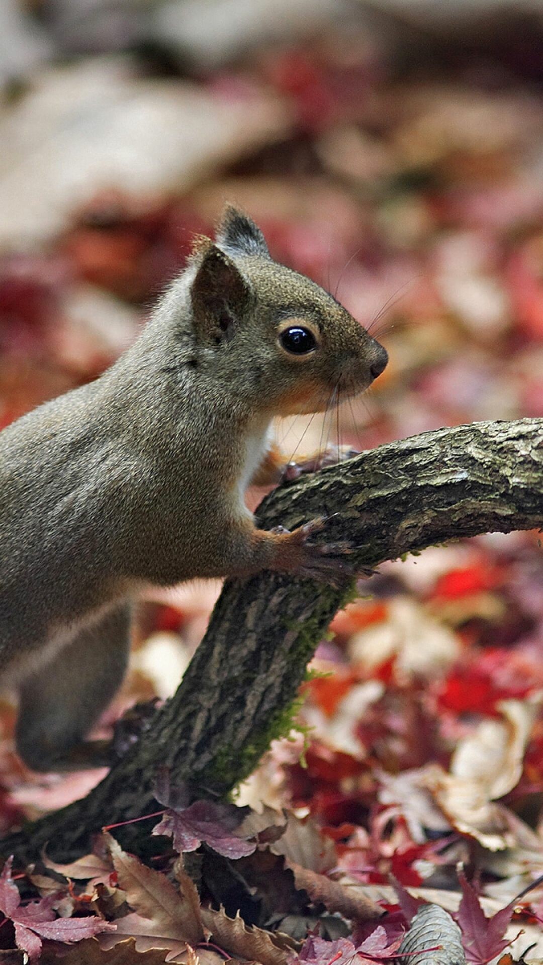 Squirrel: Sciurus carolinensis has predominantly gray fur. 1080x1920 Full HD Wallpaper.