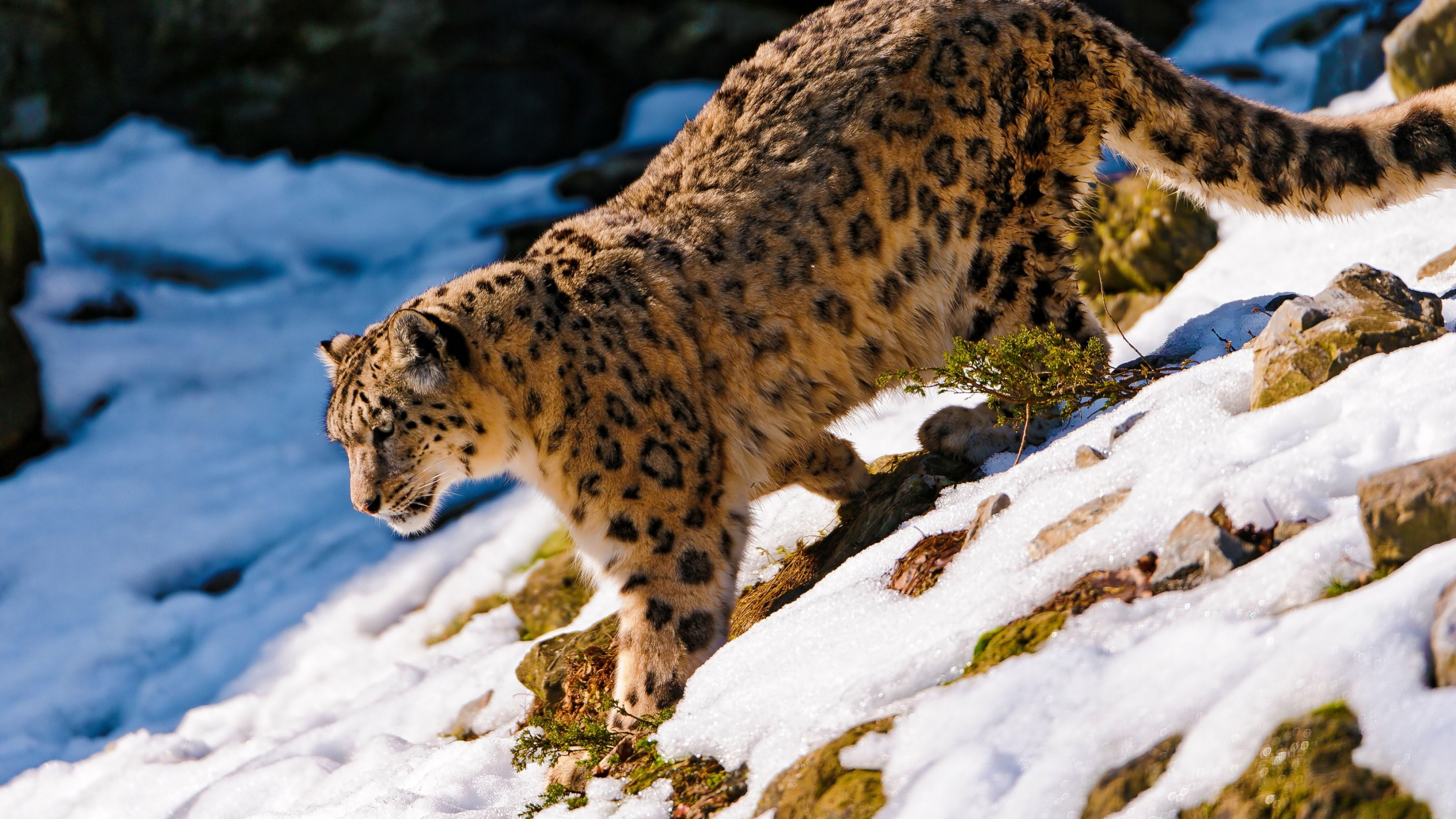 Osx snow leopard wallpapers, Background pictures, 3840x2160 4K Desktop