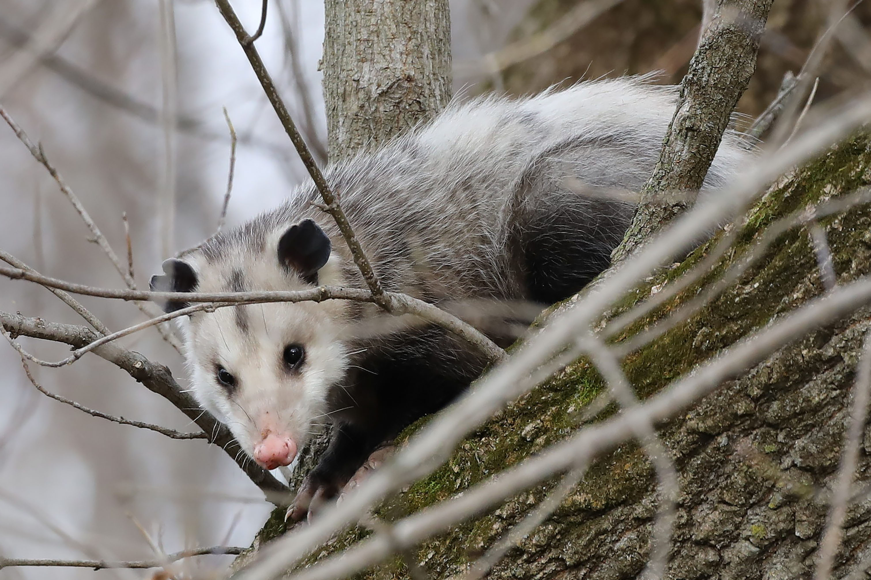 Adorable opossum, Whole nest, Car fun stuff, Opossum builds, 3030x2020 HD Desktop