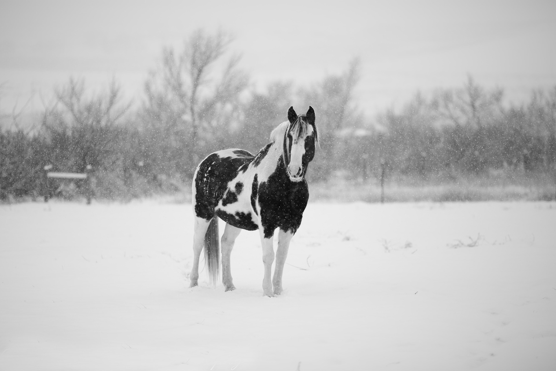 Caring for horses in winter, Equine well-being, Winter horse management, Equestrian expertise, 1920x1280 HD Desktop