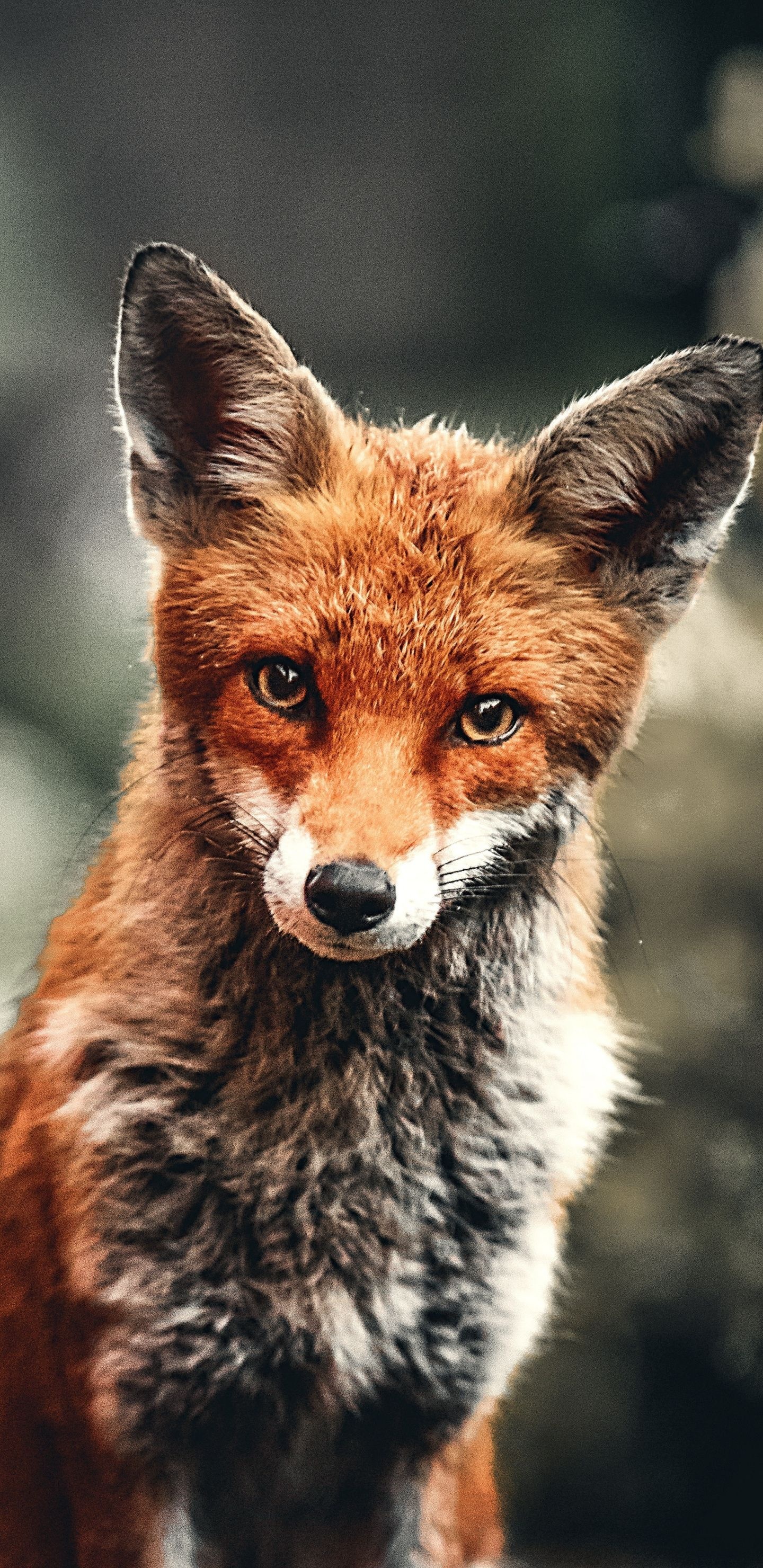 Wild animal fox, Red wallpaper, Nature's beauty, Fierce grace, 1440x2960 HD Handy