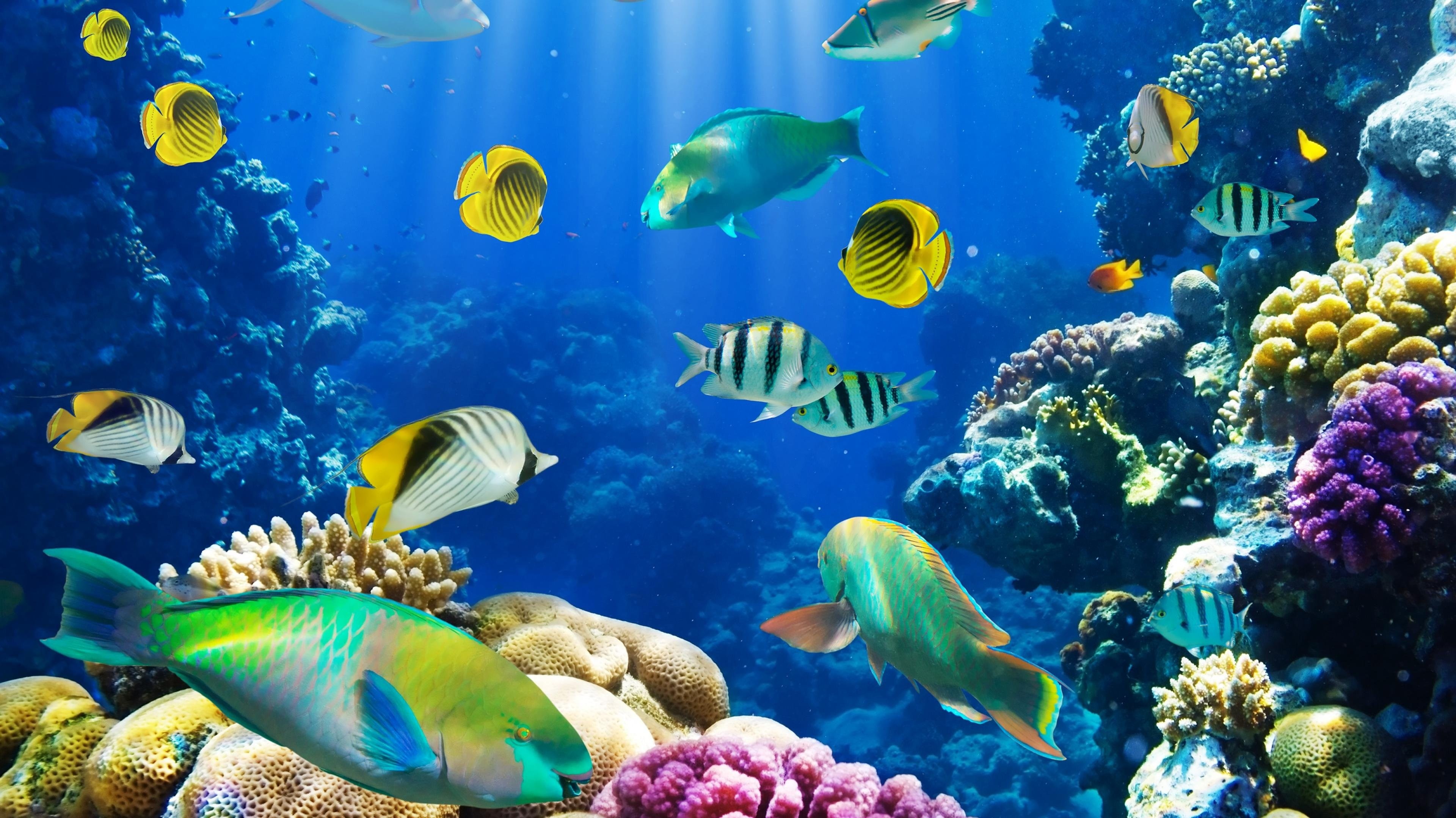 Aquarium, Live tropical wallpaper, Colorful fish, Submerged beauty, Tropical paradise, 3840x2160 4K Desktop