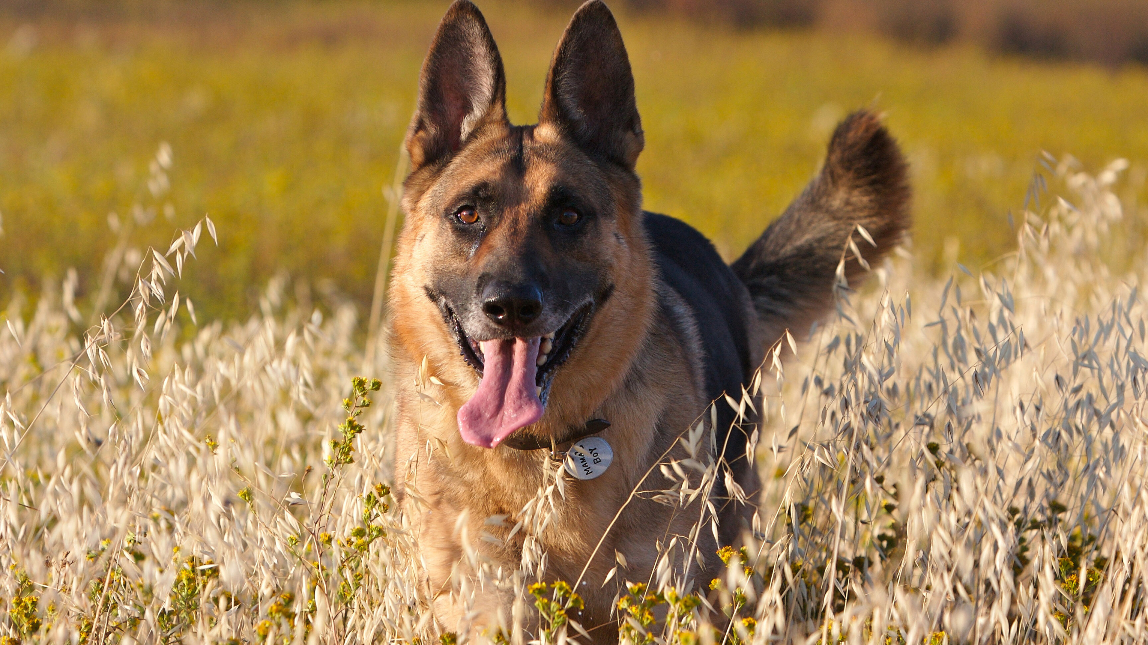 German Shepherd: Alsatian, A breed of working dog of medium to large size. 3840x2160 4K Background.