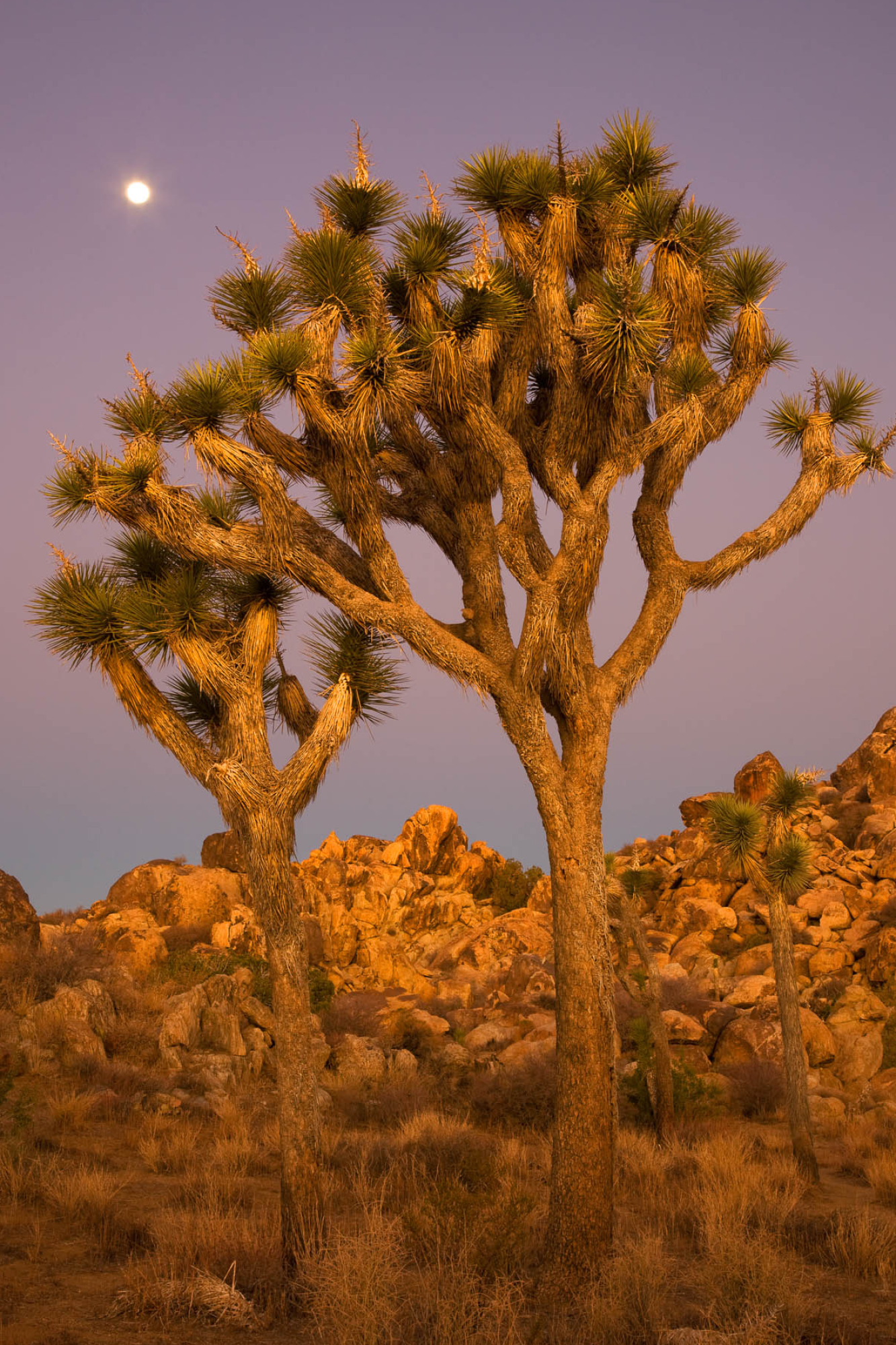 Joshua Tree National Park, Desert landscapes, Majestic rock formations, Natural beauty, 1340x2000 HD Handy