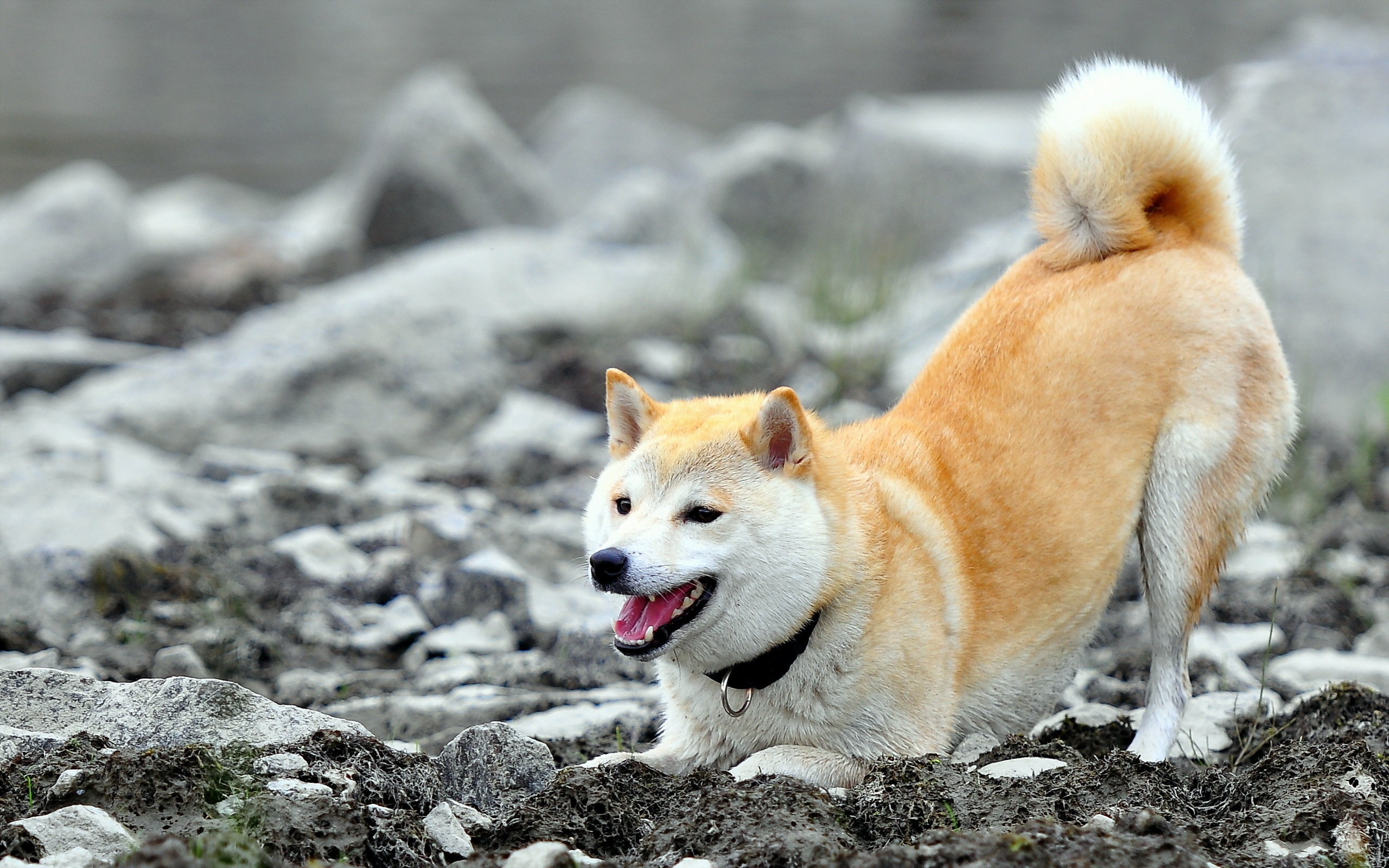 Images akita dog, animals, 2560x1600 HD Desktop