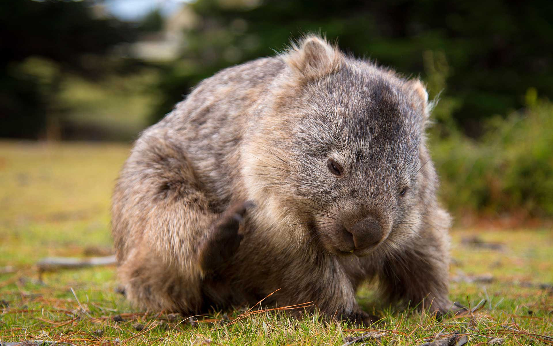 Australian fauna, Cute wombat, Small marsupial, Desktop monitor images, 1920x1200 HD Desktop