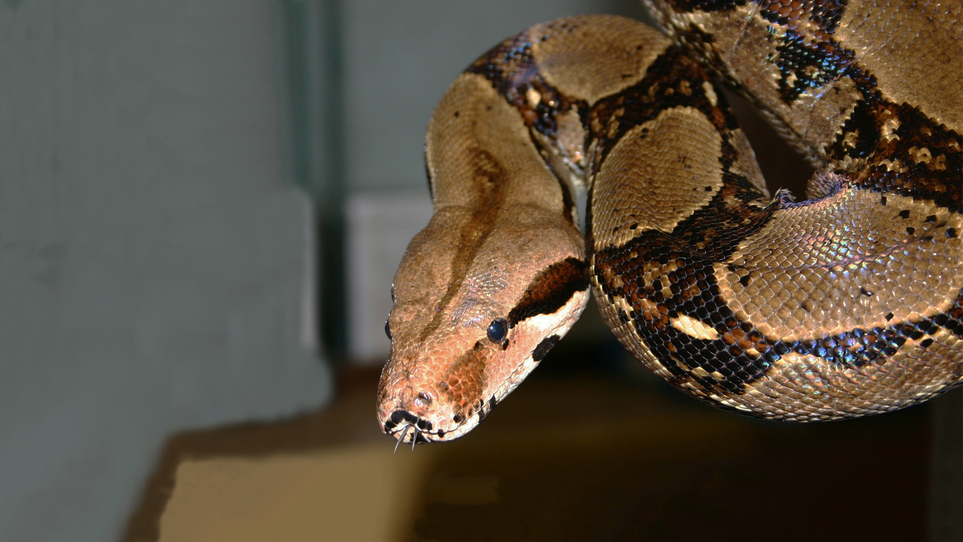 Boa Constrictor, Red tailed boa constrictor, Elmwood Park Zoo, 1920x1080 Full HD Desktop